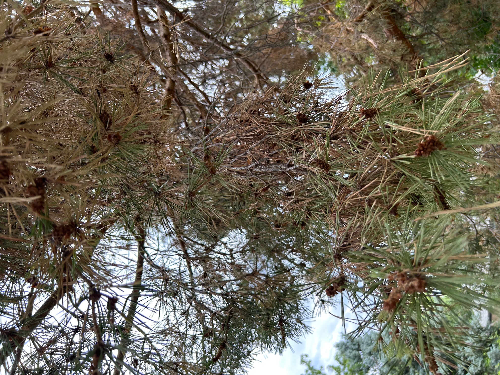 Evergreen tree shedding needles quickly - Ask Extension