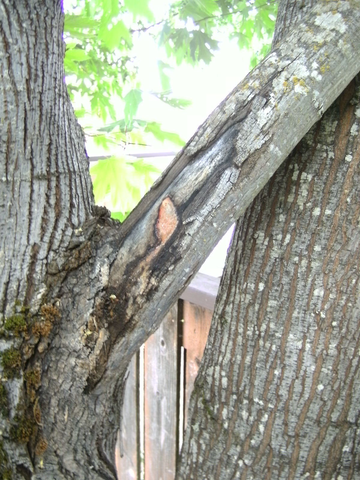 bigleaf maple bark