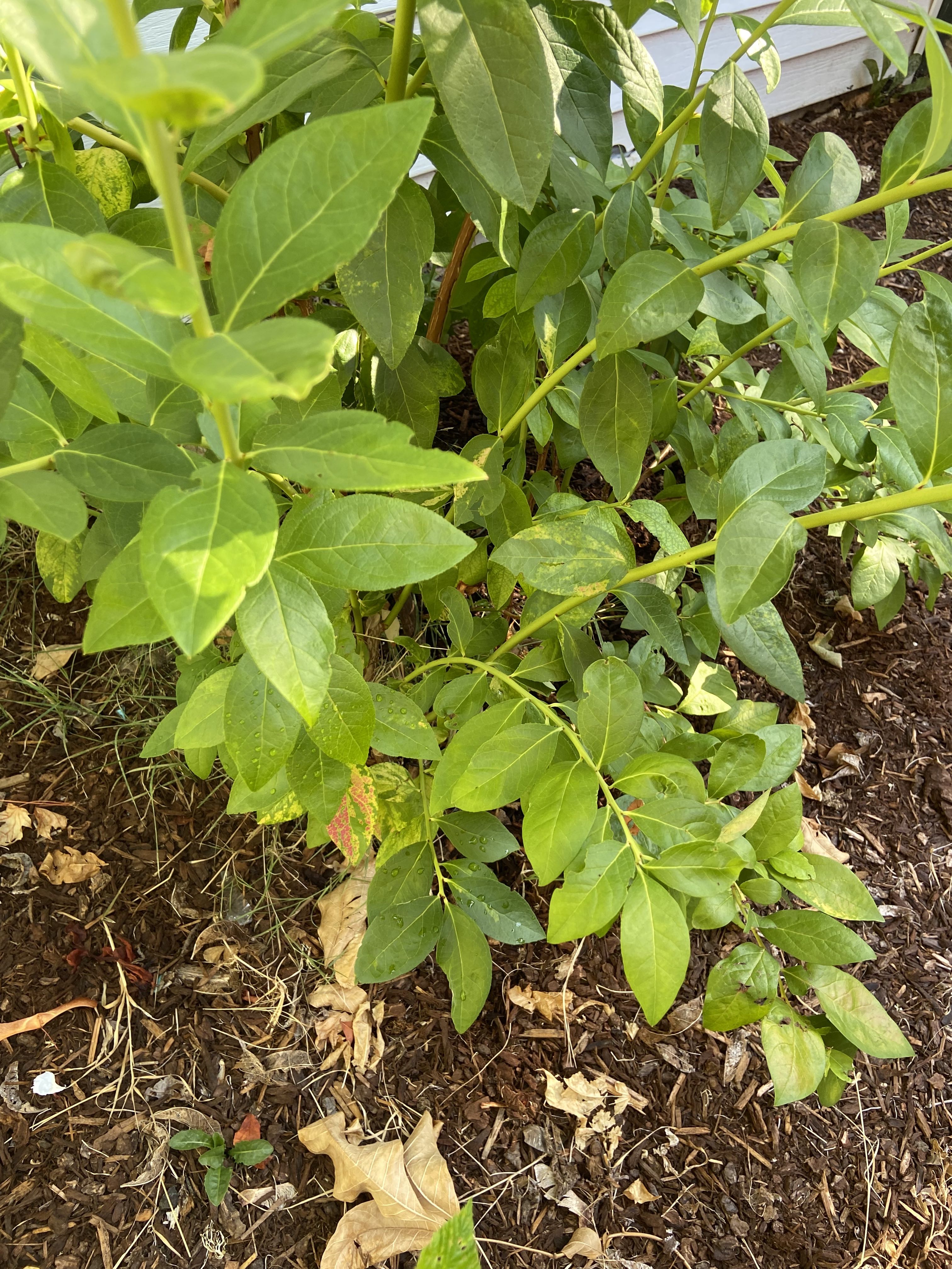 Blueberry leave discoloration - Ask Extension