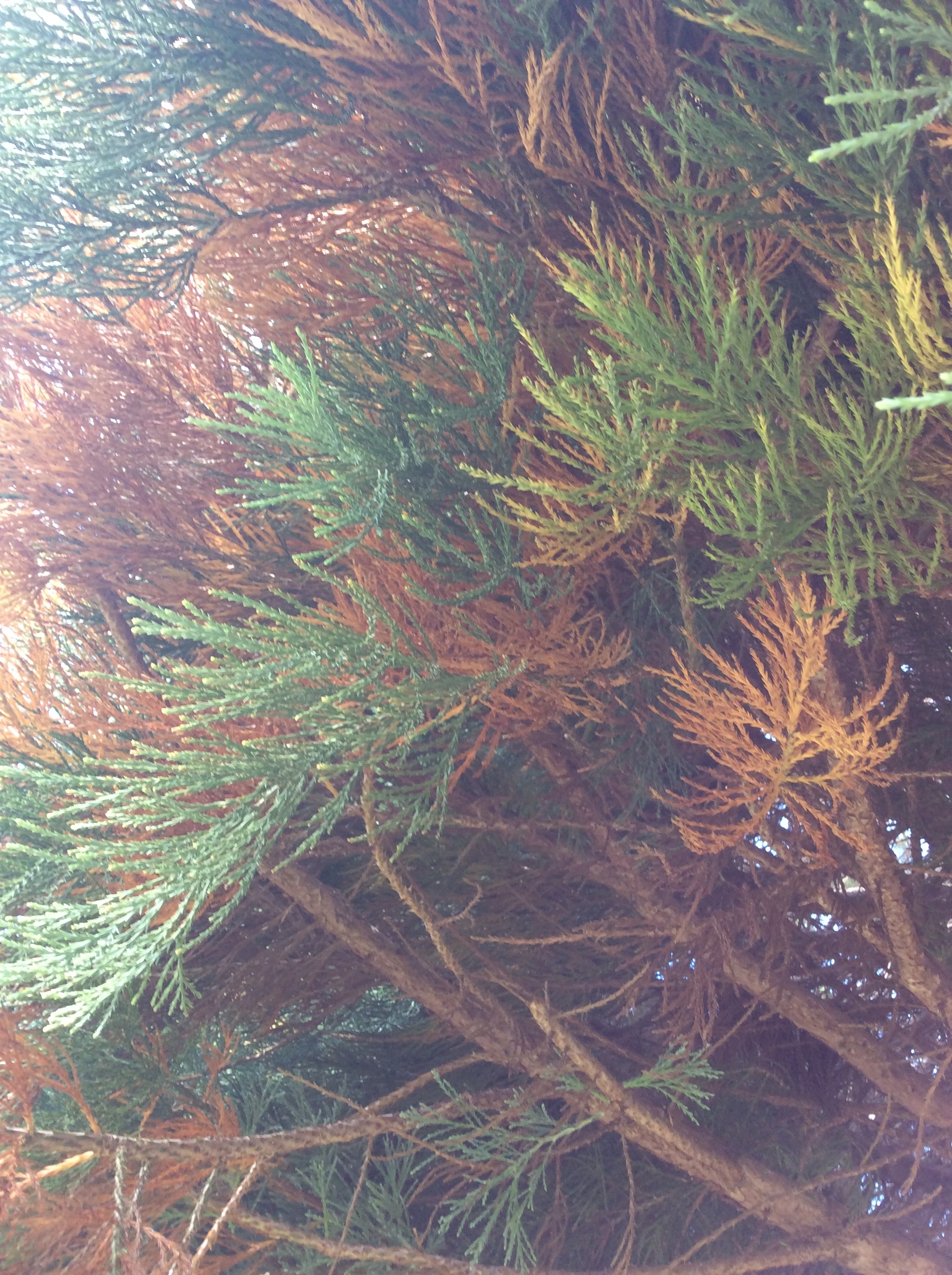 sequoia tree needles