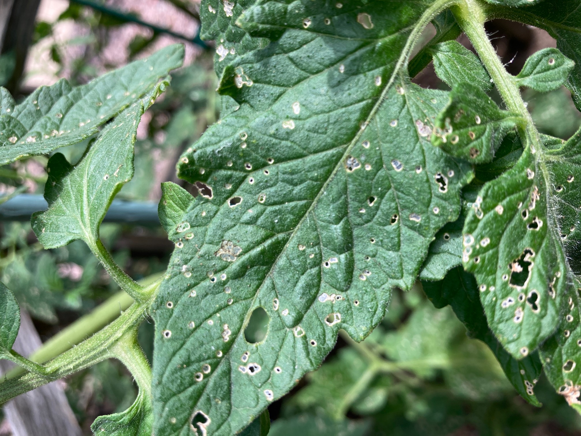 Tomato Leaf Issue - Ask Extension