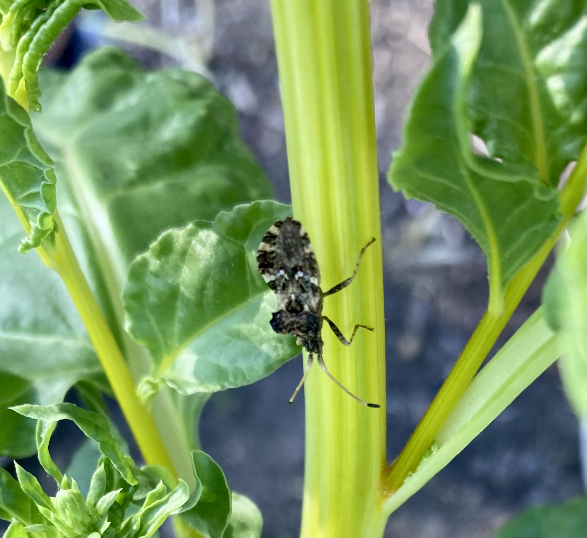 Is this Centrocoris volxemi or C. variegatus? - Ask Extension