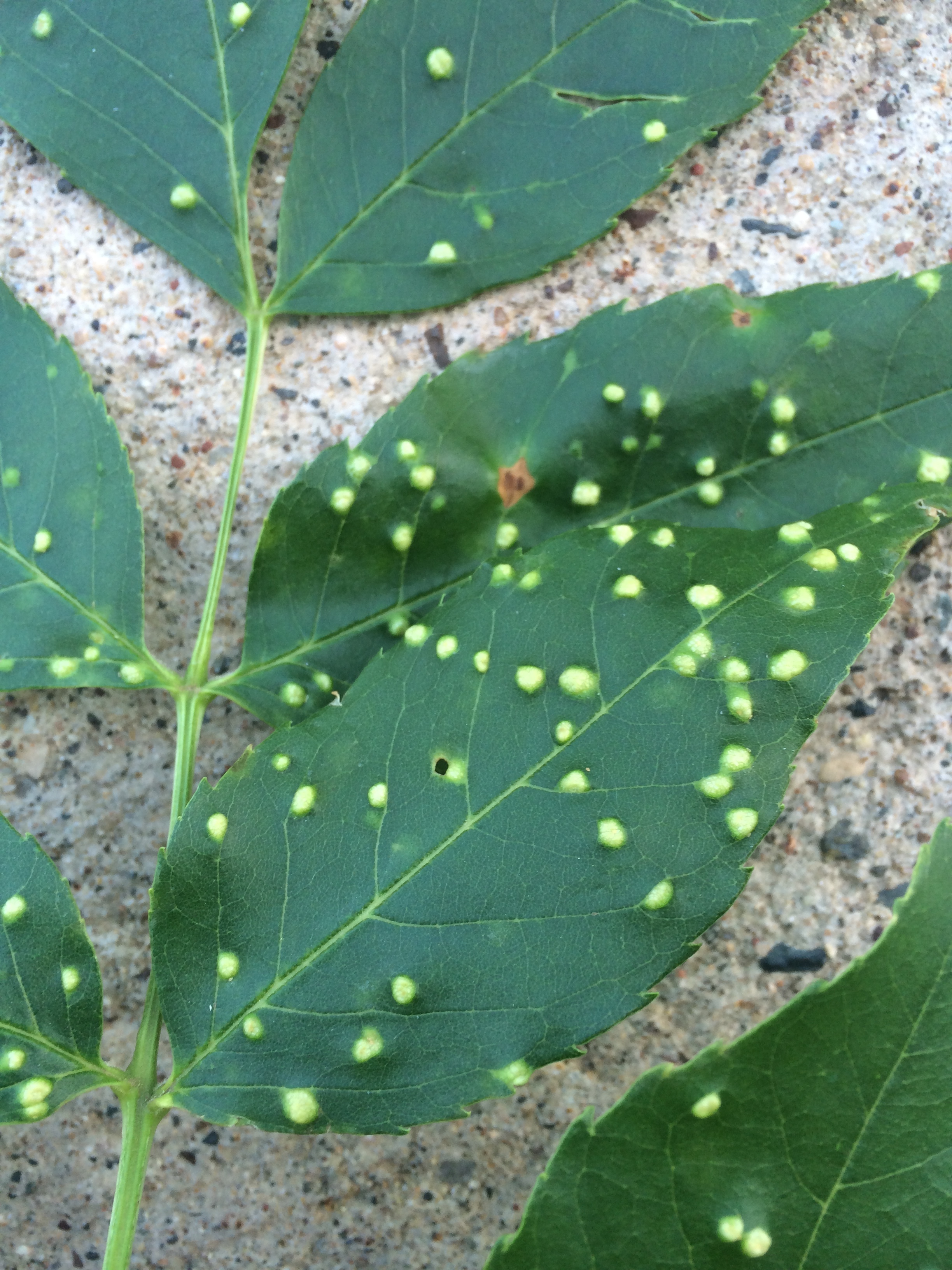 ash tree leaf spots