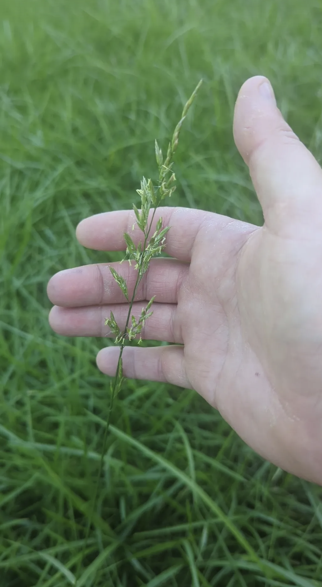 Killing tall fescue - Ask Extension