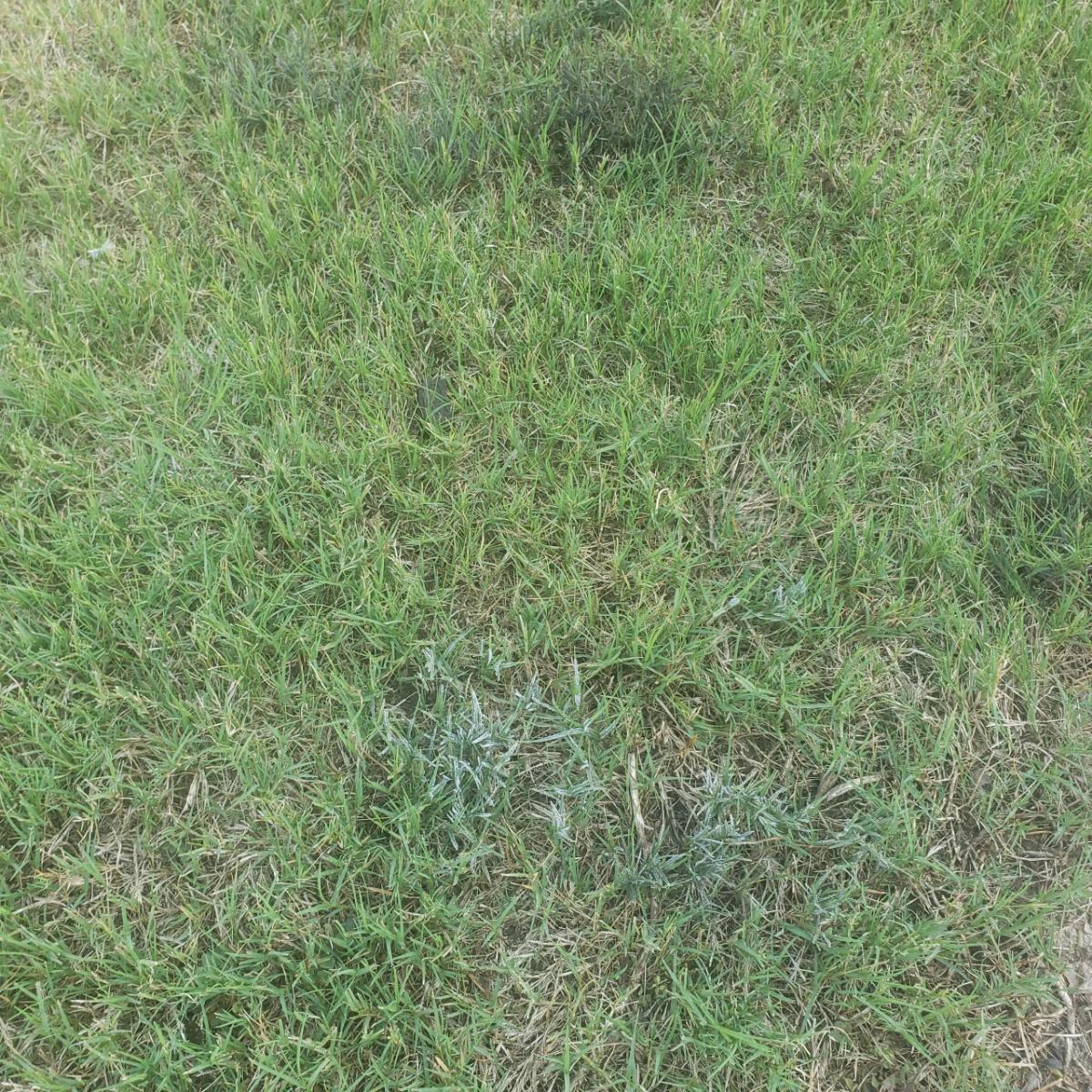 Grey color on grass - Ask Extension