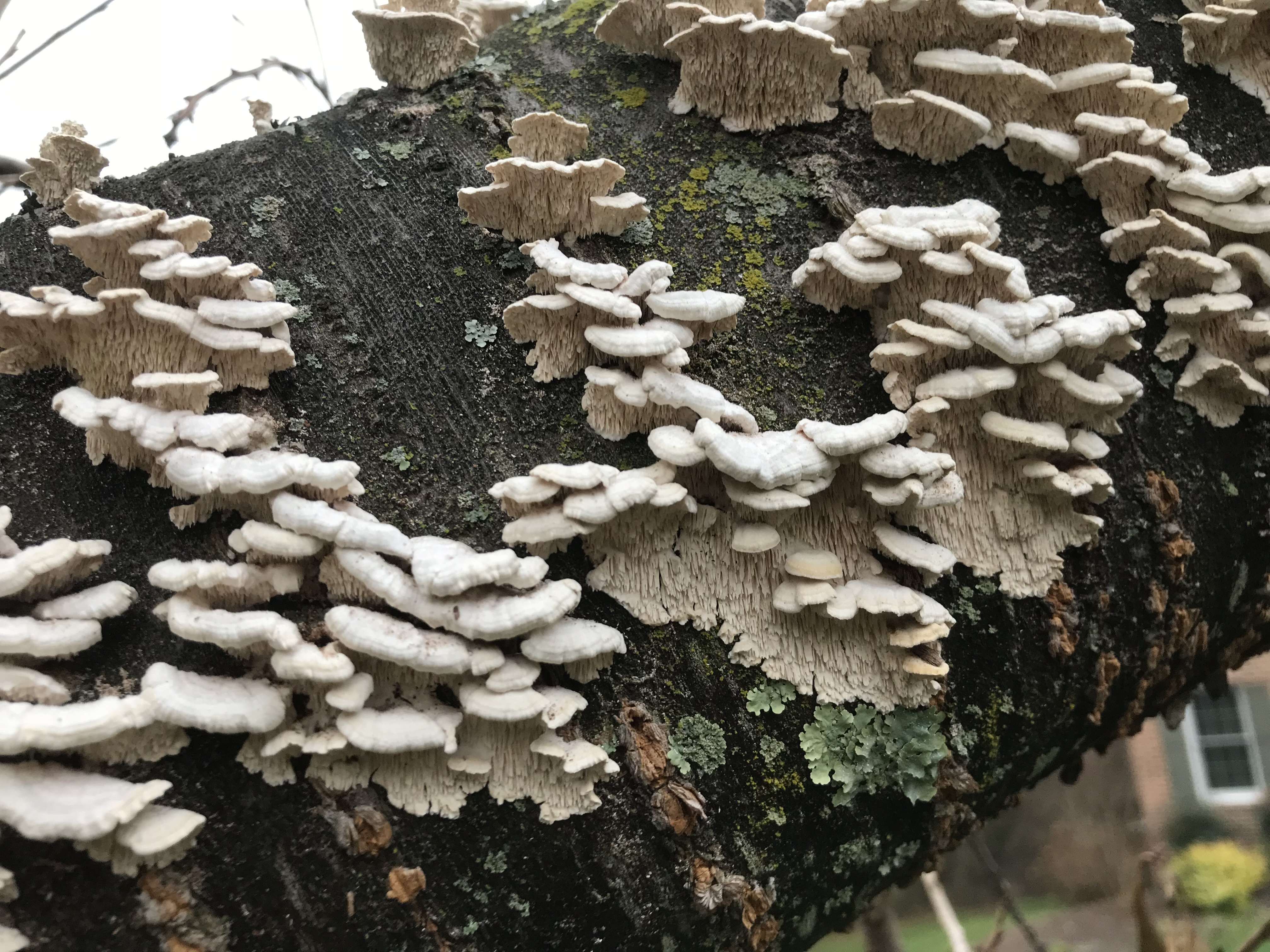 what mushrooms grow on cherry wood? 2