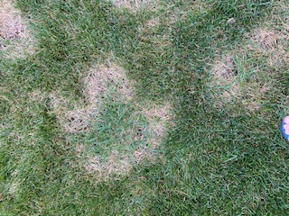 HELP! Necrotic ring spot has taken over my lawn. - Ask Extension