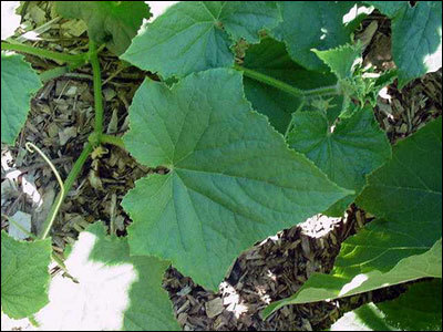 melon leaves identification