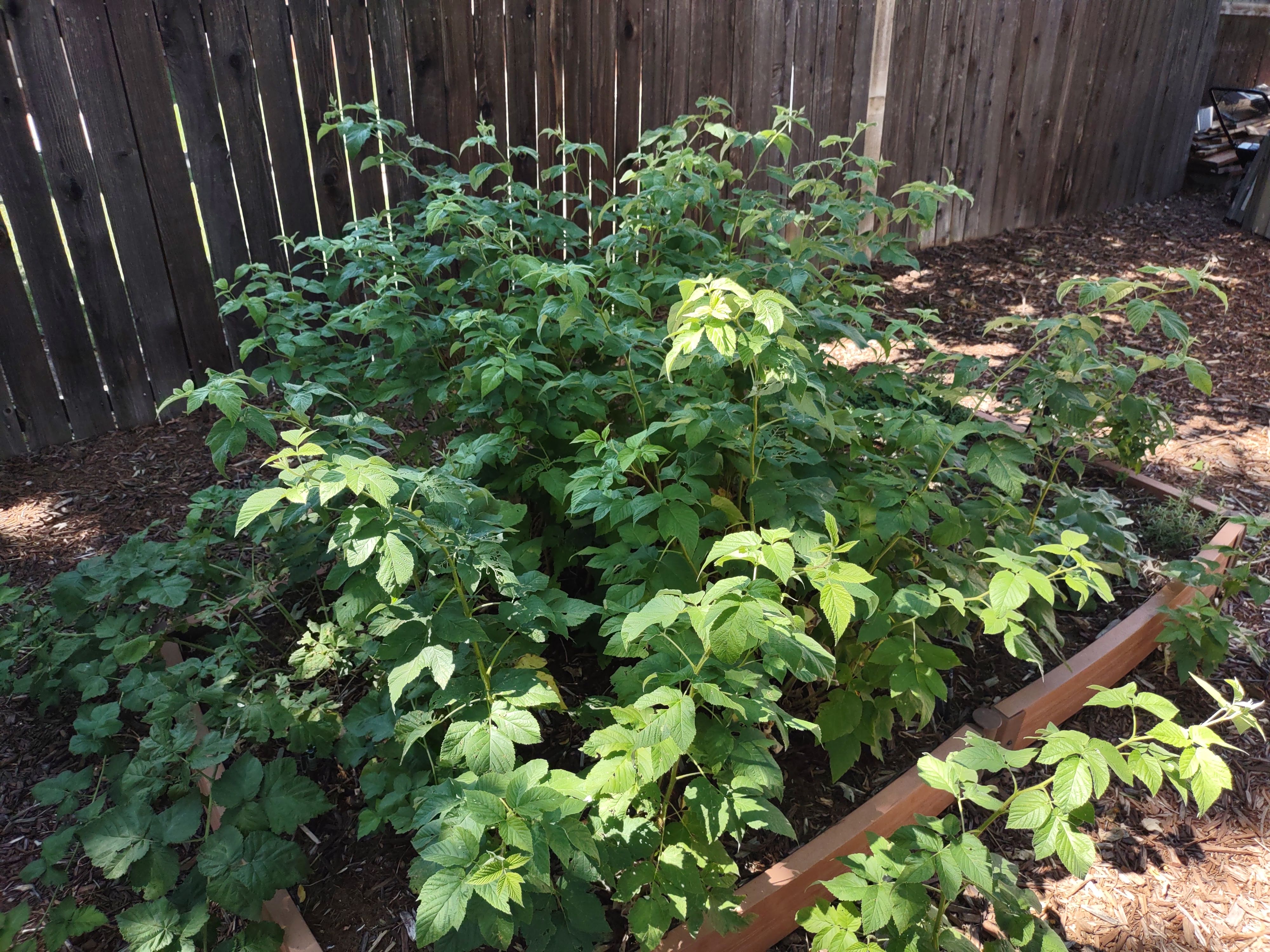 Why Is My Blackberry Bush Not Flowering? Ask Extension