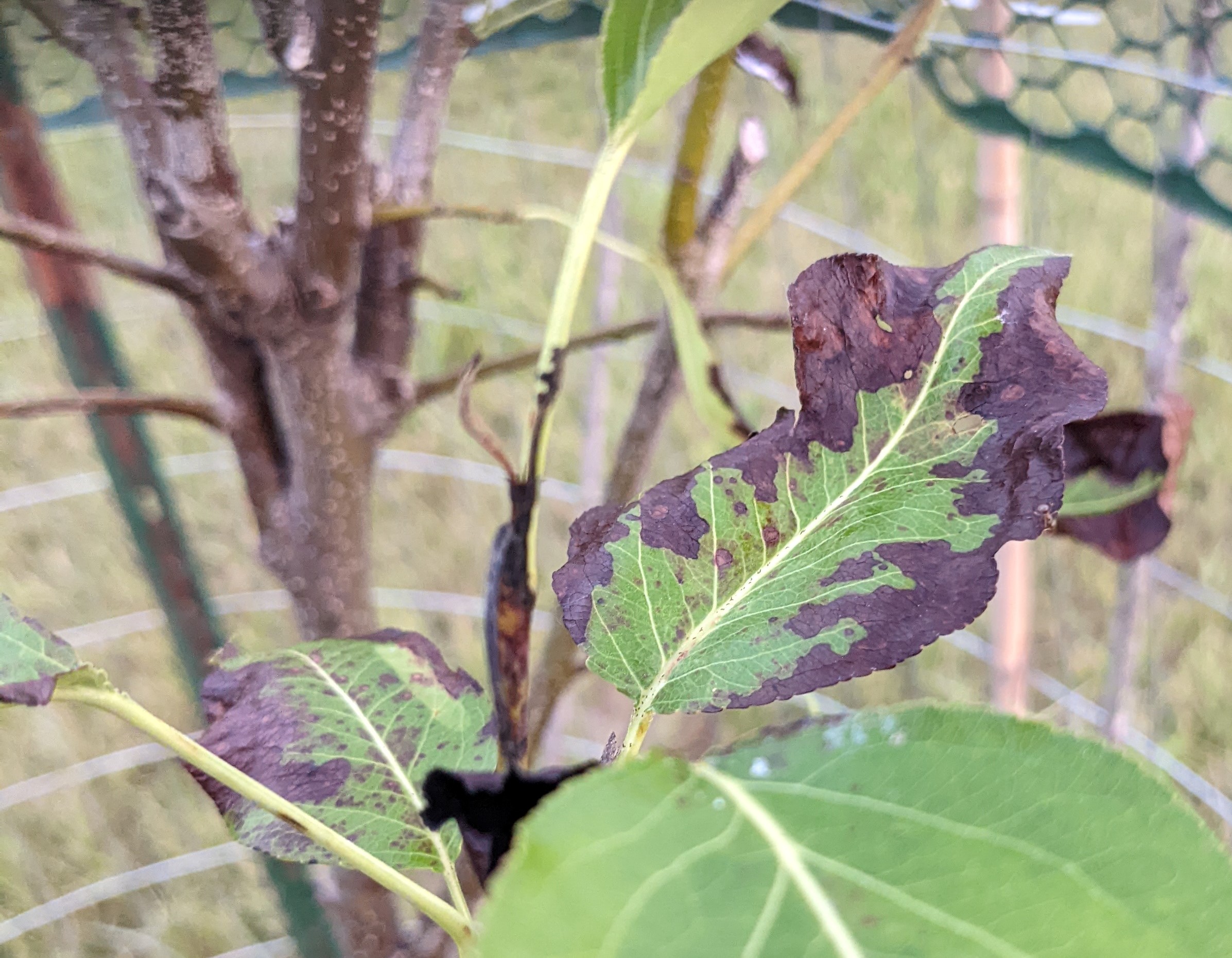 pear-tree-leaves-turning-black-and-falling-off-ask-extension