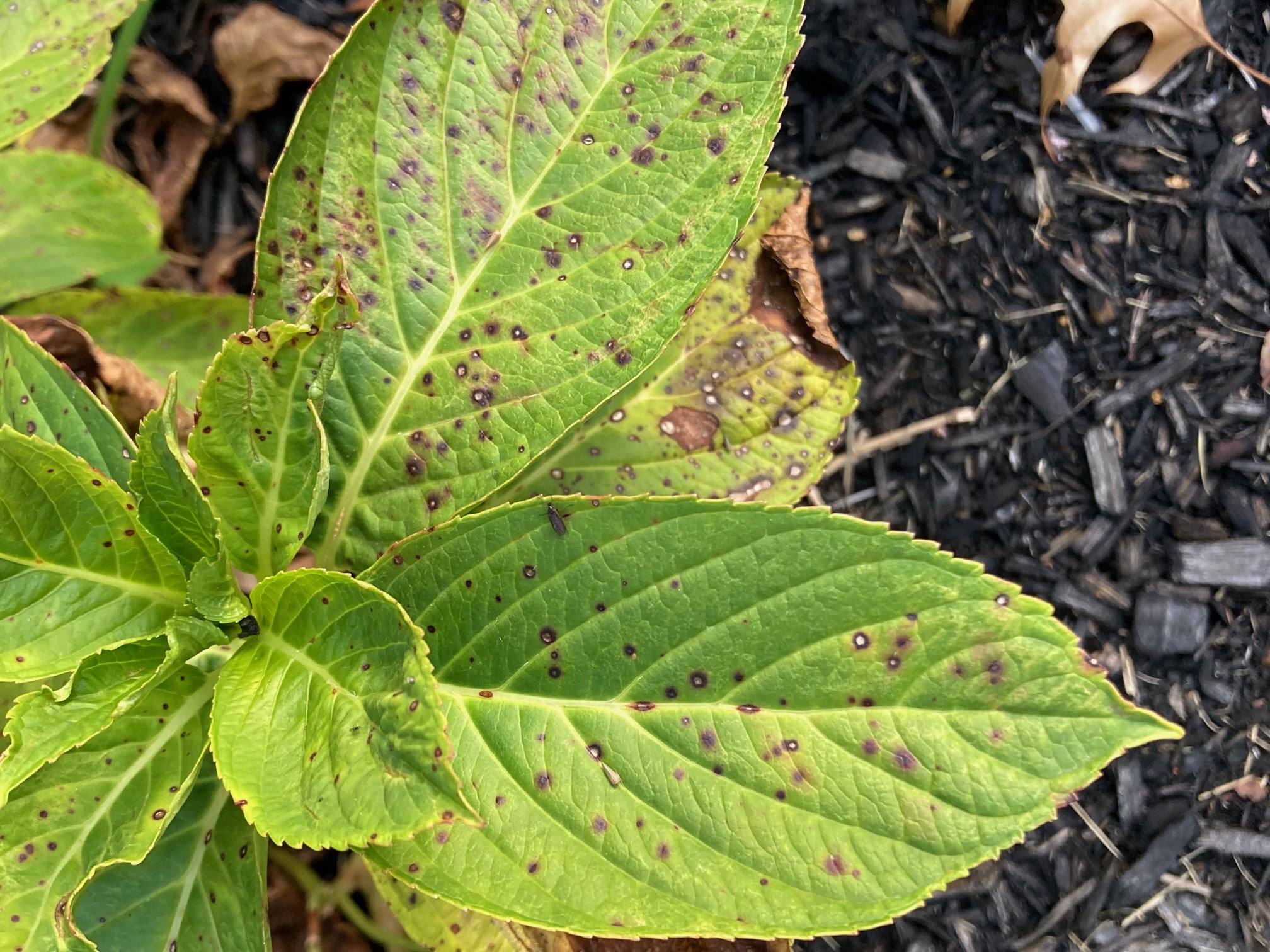 Hydrangea leaves have brown spots - Ask Extension