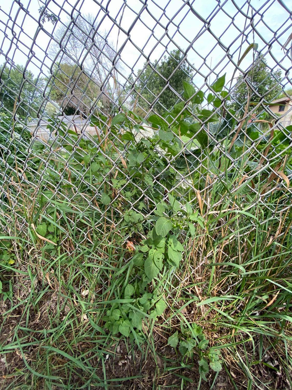 plant-with-berries-what-is-this-and-is-it-poisonous-to-kids-dogs