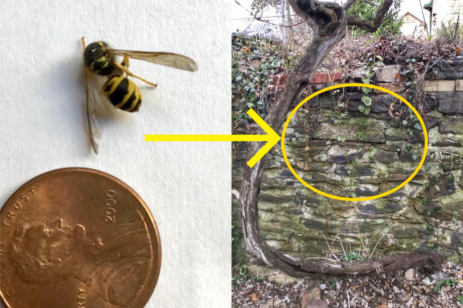 yellow jacket nest in wall
