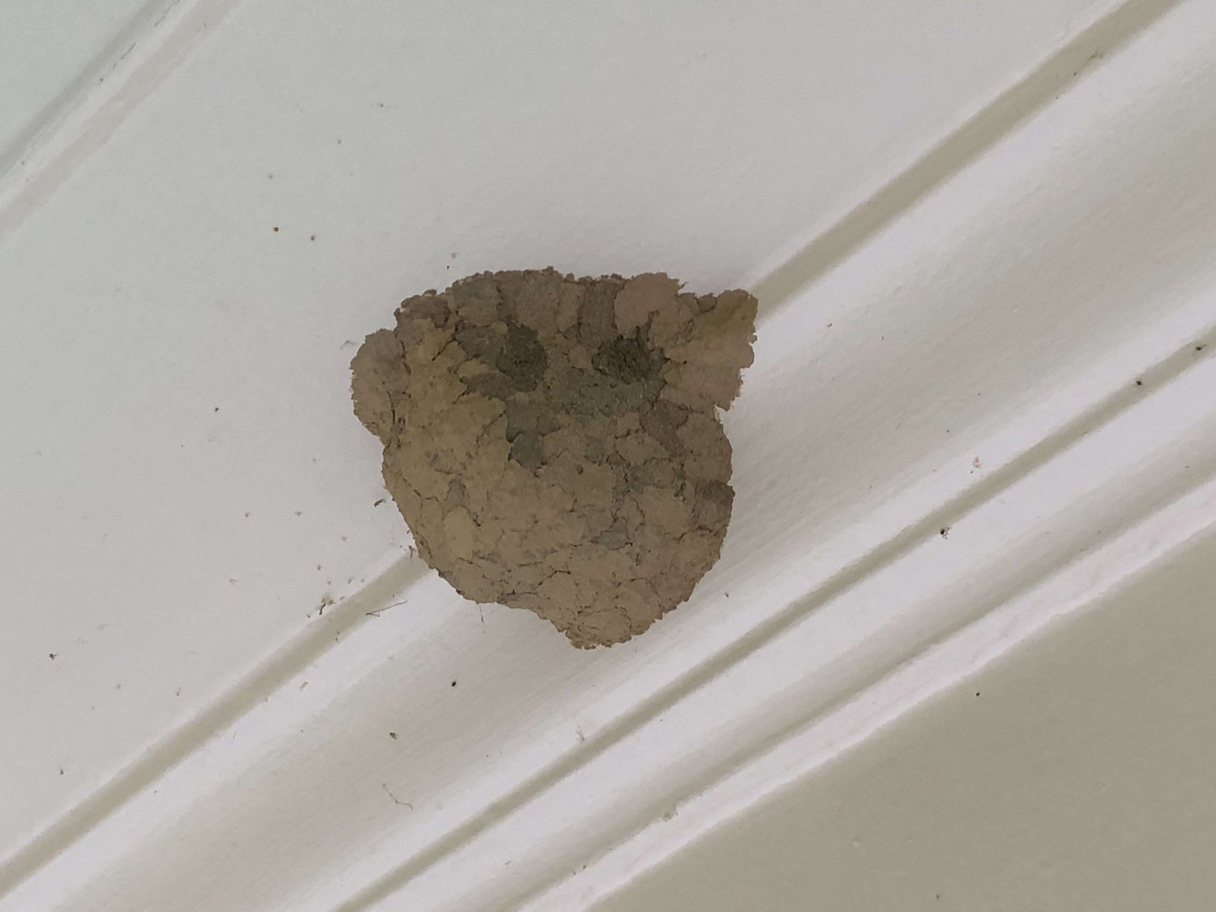 mud wasp nest identification
