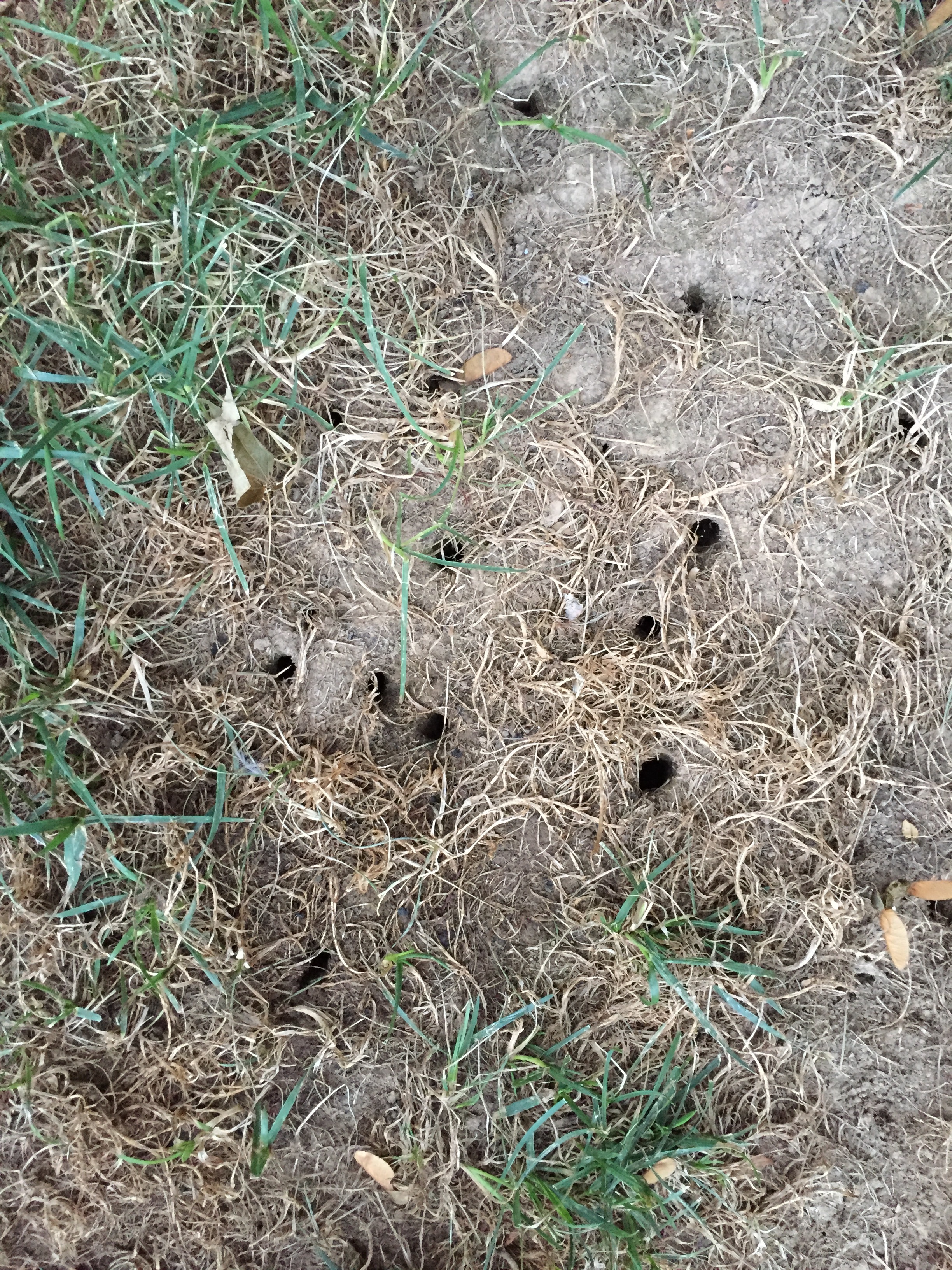 holes in my yard