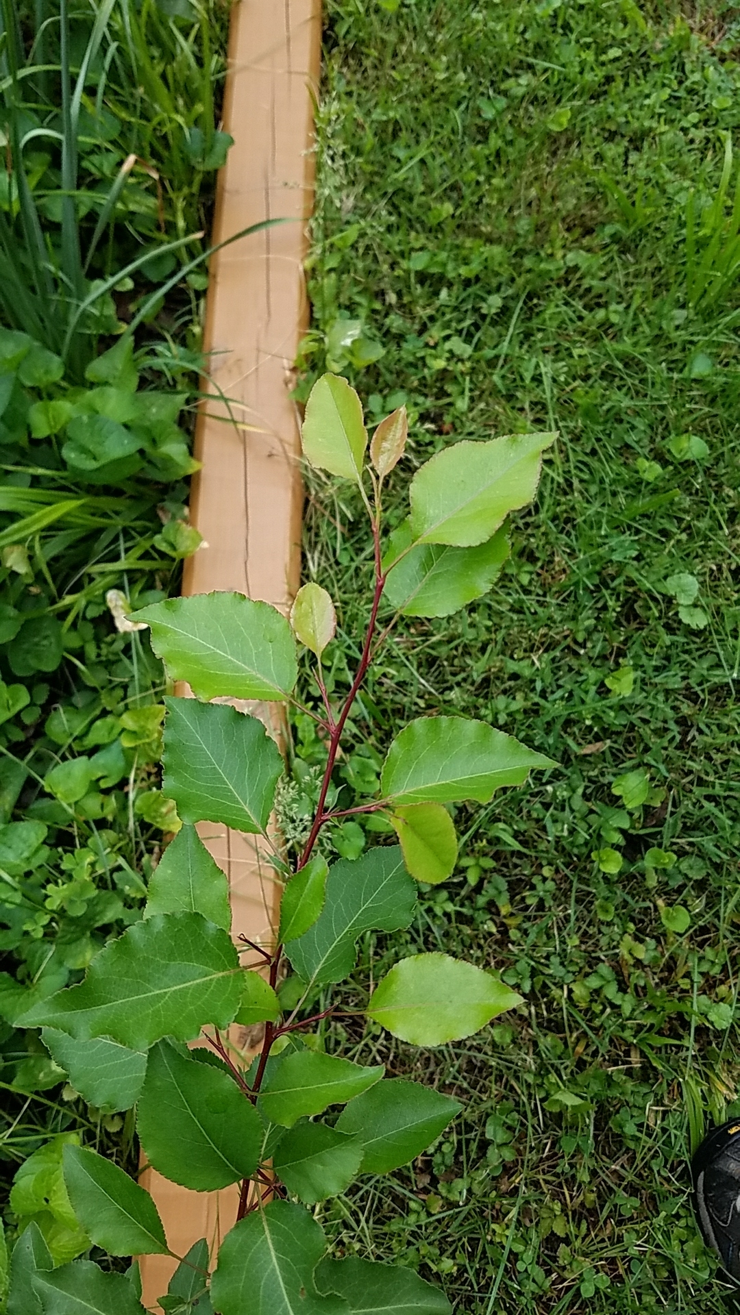 pear tree identification by leaf