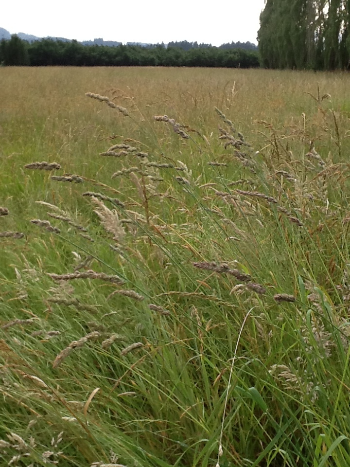 fescue pasture grass