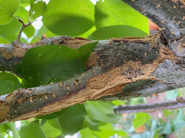 Japanese Lilac Bark issue - Ask Extension