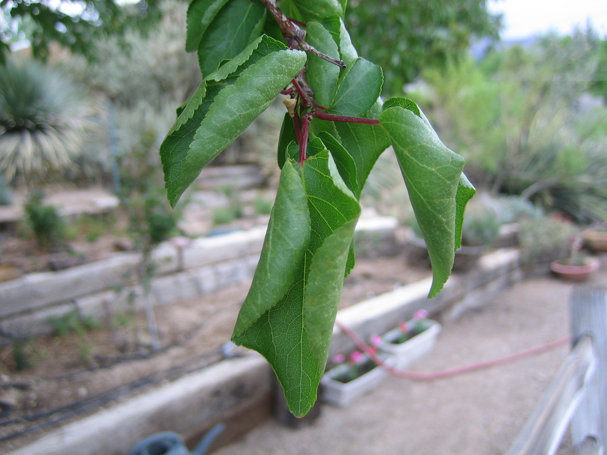 Apricot curling leaves - Ask Extension