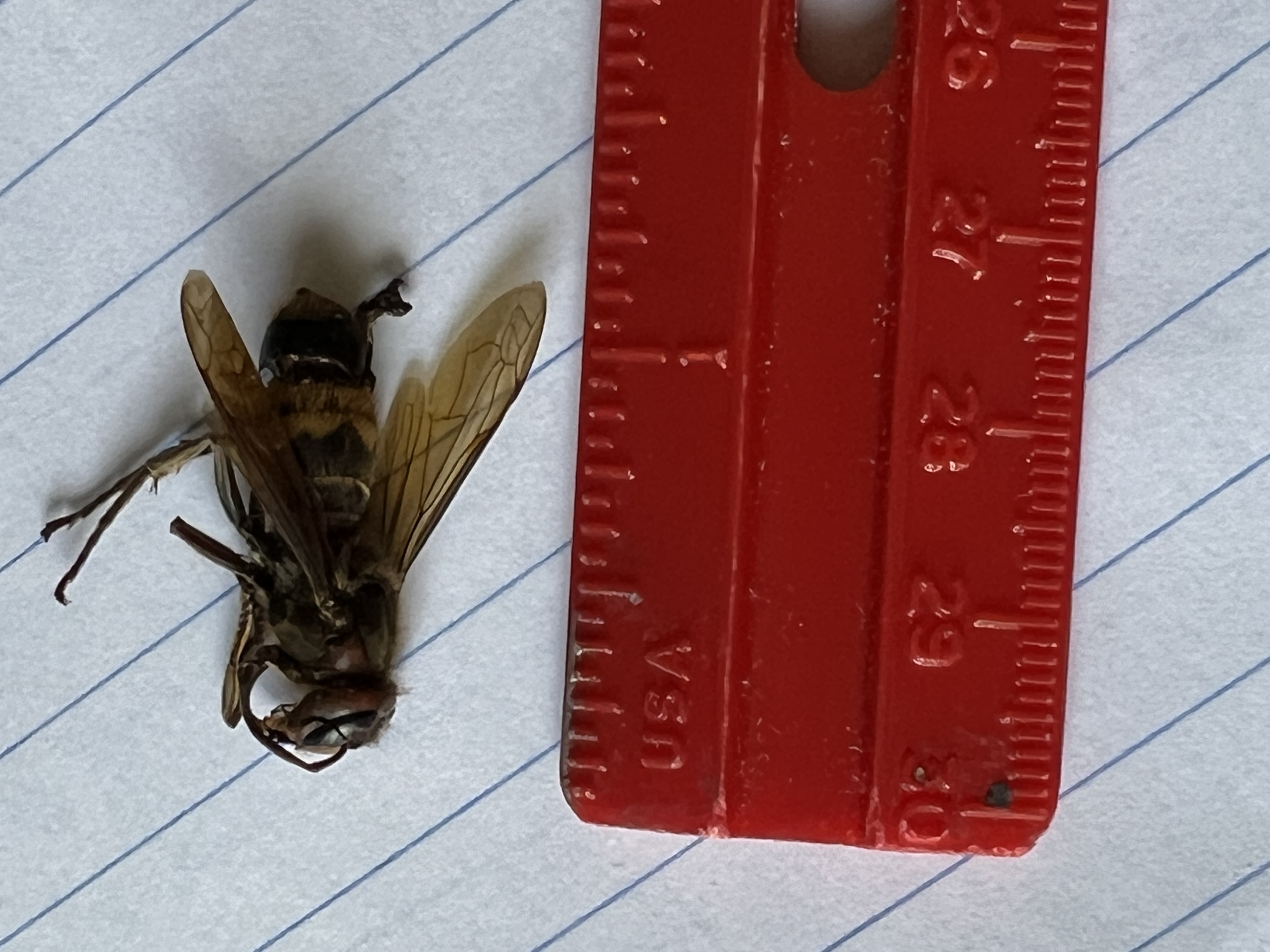 What type of wasp is this - Ask Extension