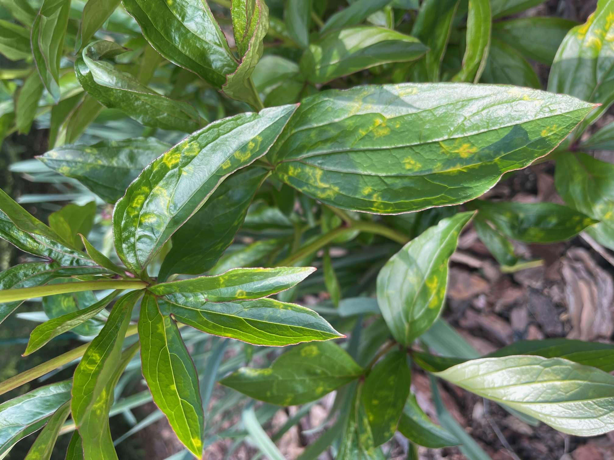 Yellow streaks on Peony leaves - Ask Extension