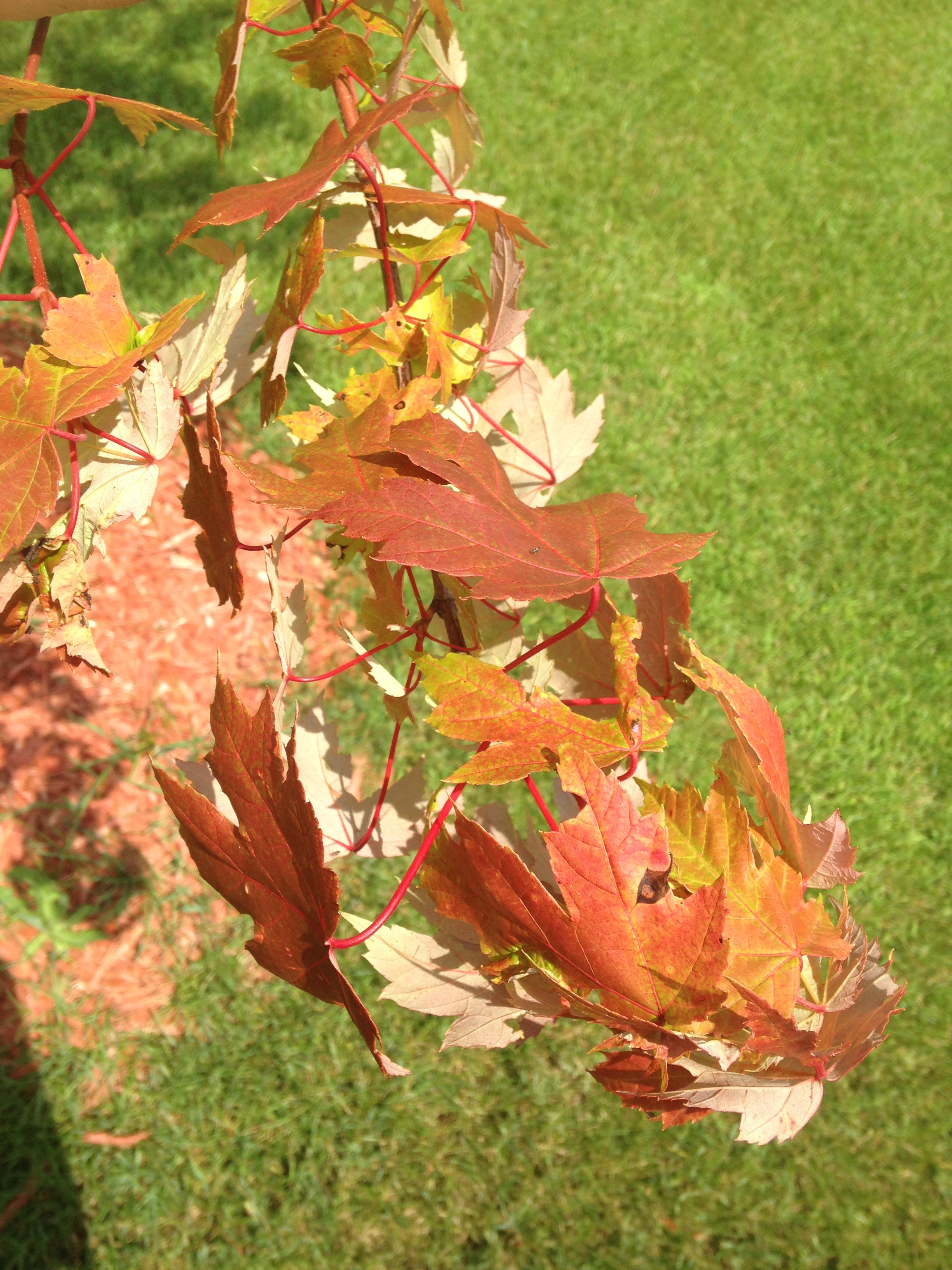 Autumn Blaze Maple, Knowledgebase