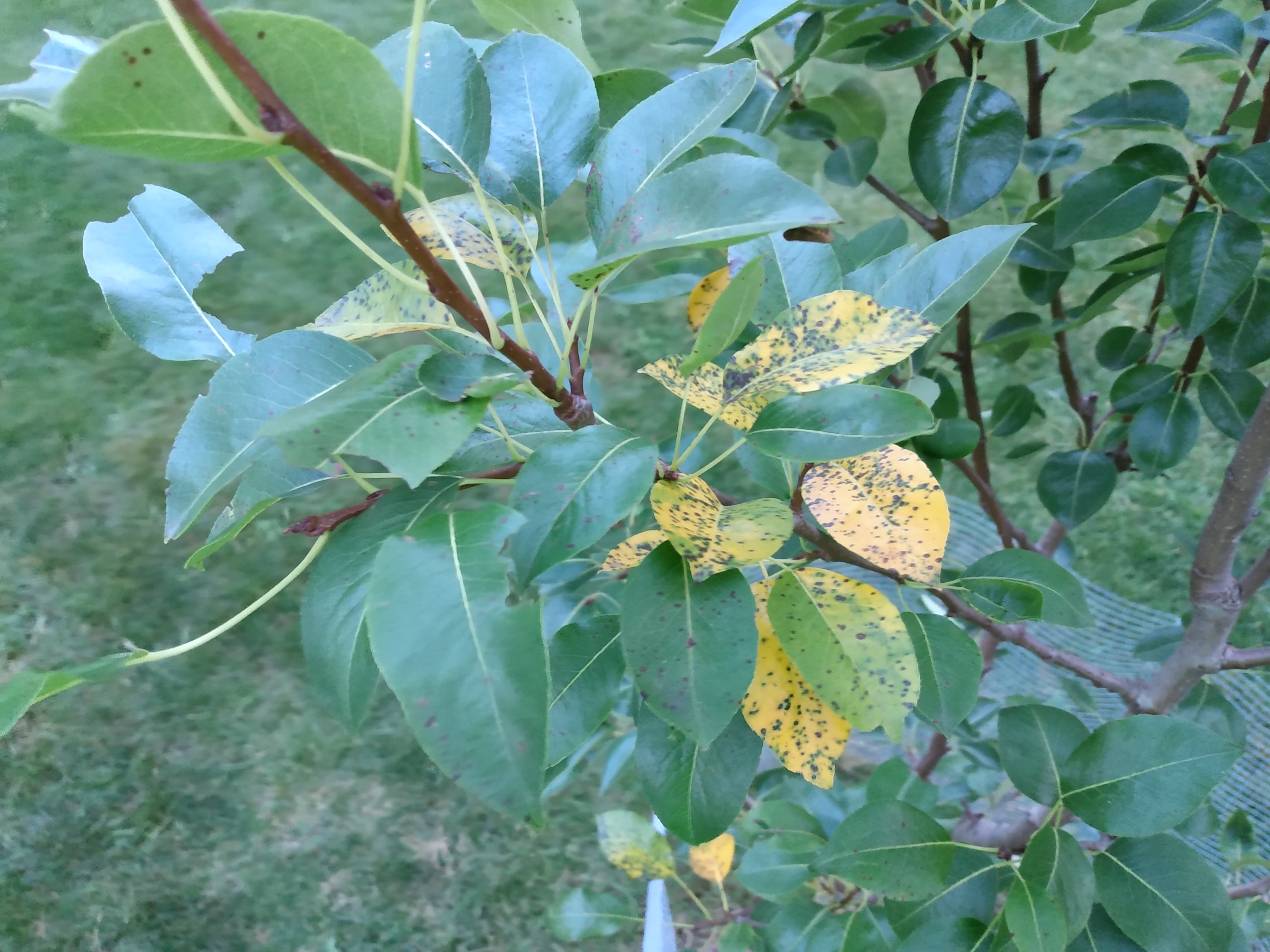 pear tree identification by leaf