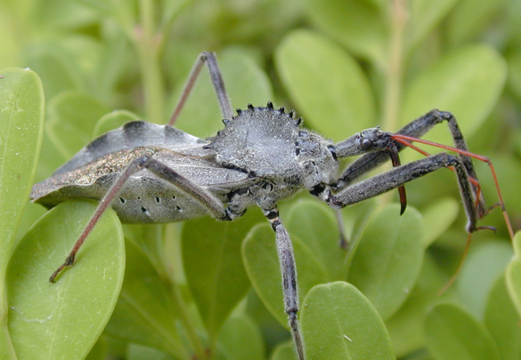 Assassin Bugs  University of Maryland Extension