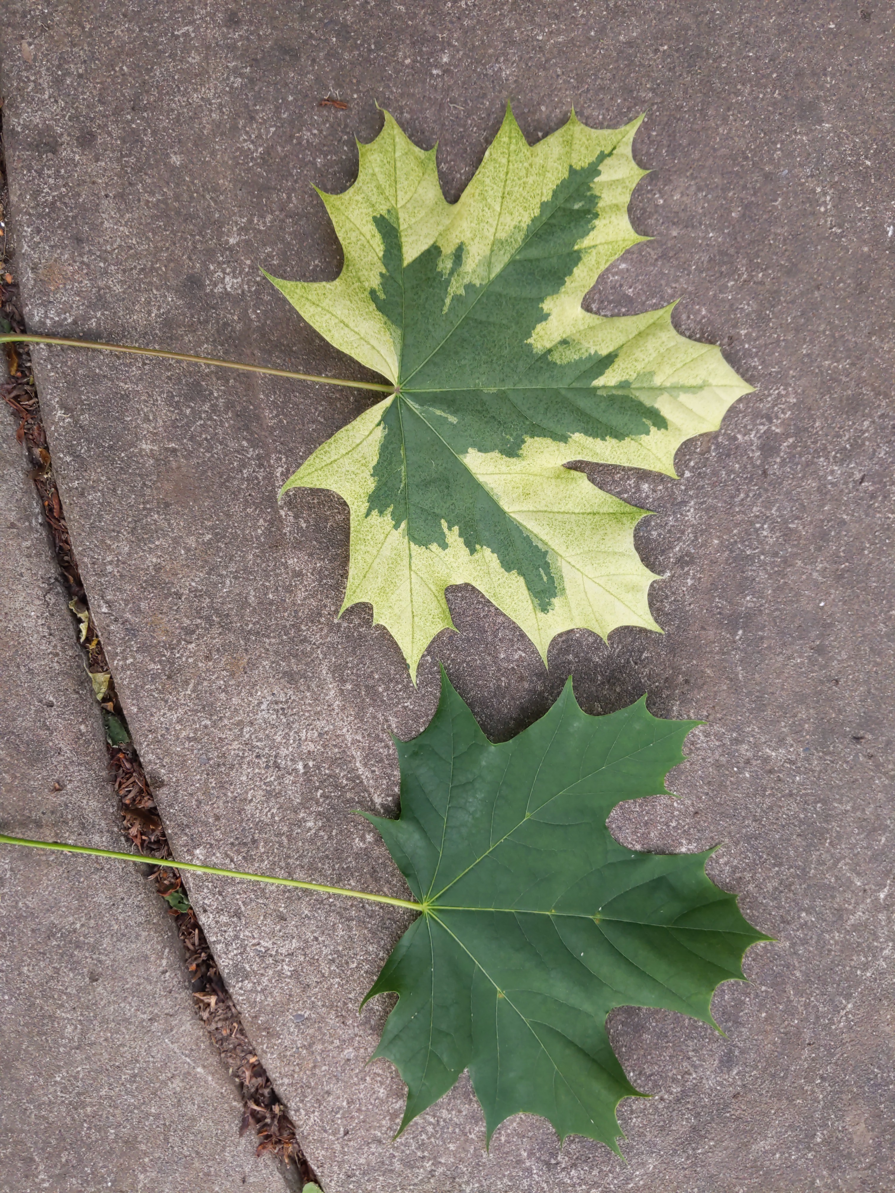 Differences in Maple Tree Foliage