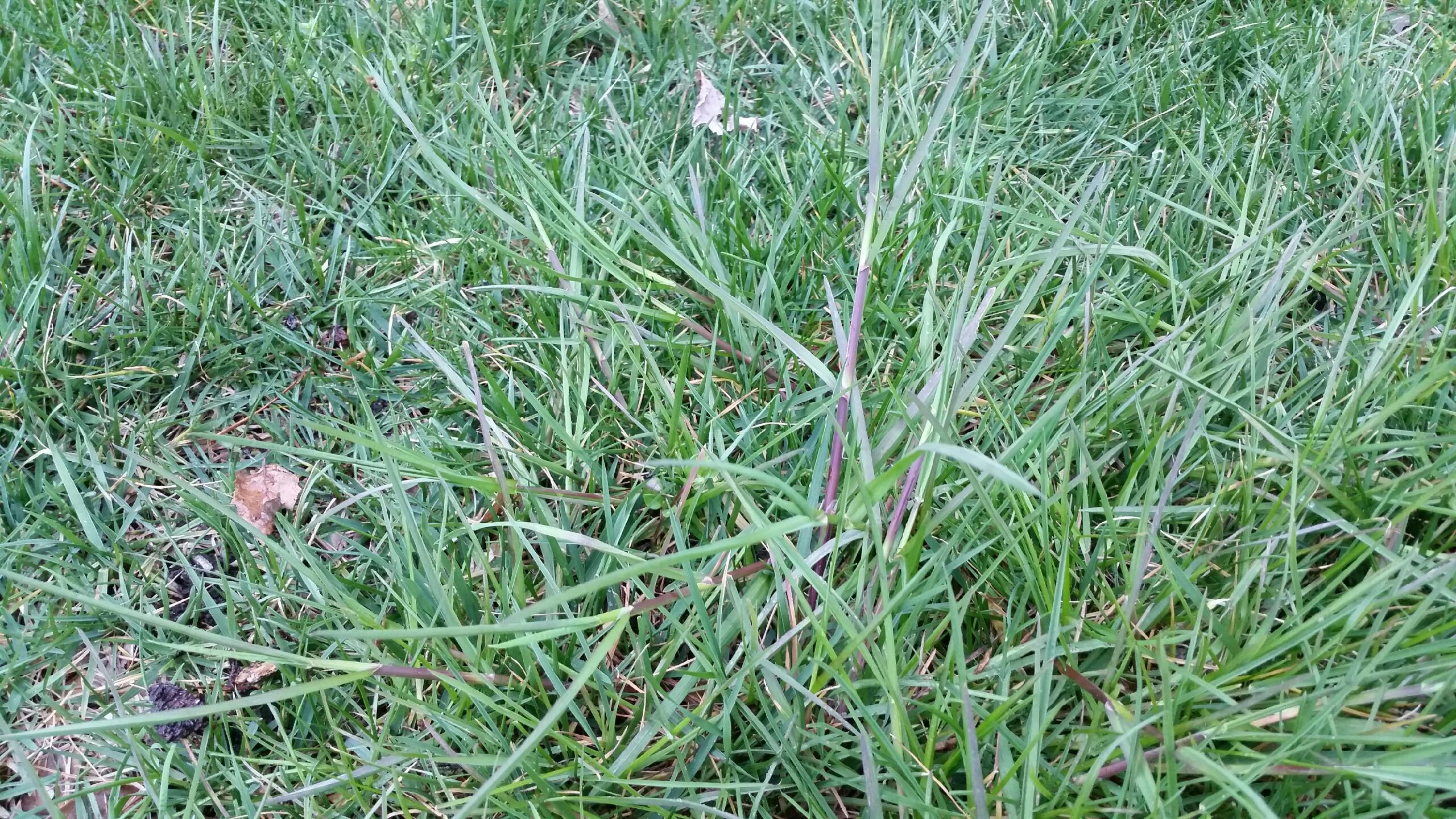 lawn weeds identification