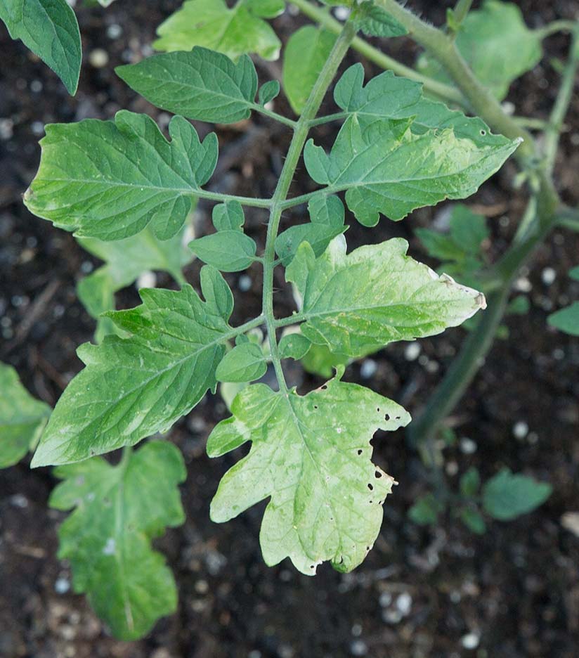 tomato plants leaves