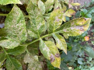 Widespread leaf miners on dahlias, Portland - Ask Extension