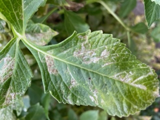 Widespread leaf miners on dahlias, Portland - Ask Extension