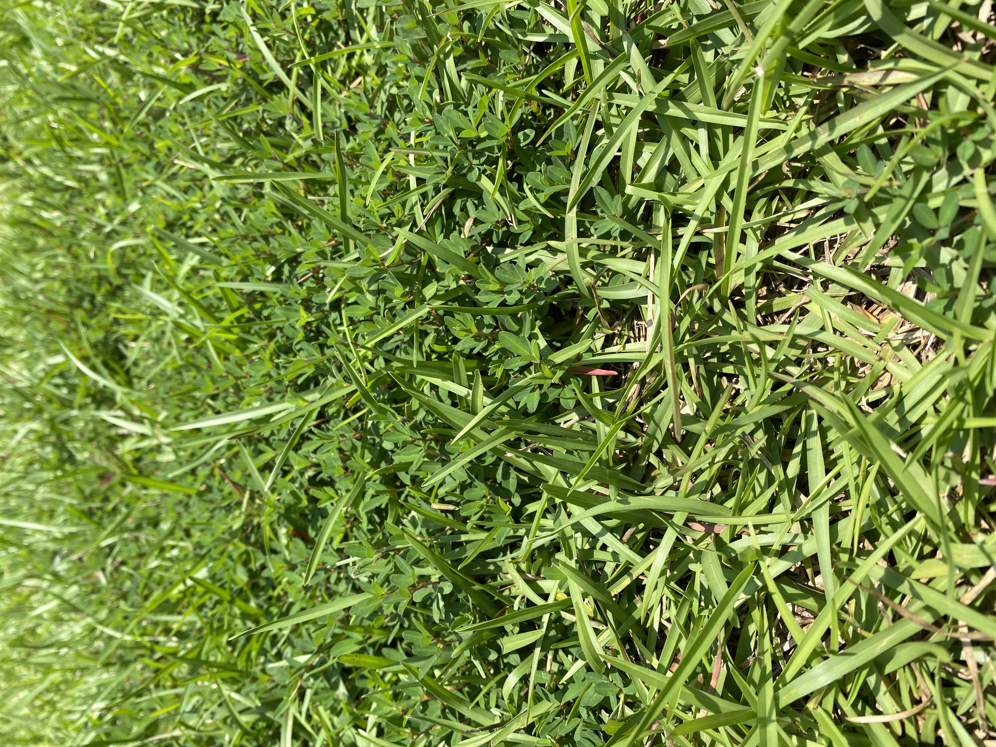What Is Centipede Grass?  N.C. Cooperative Extension