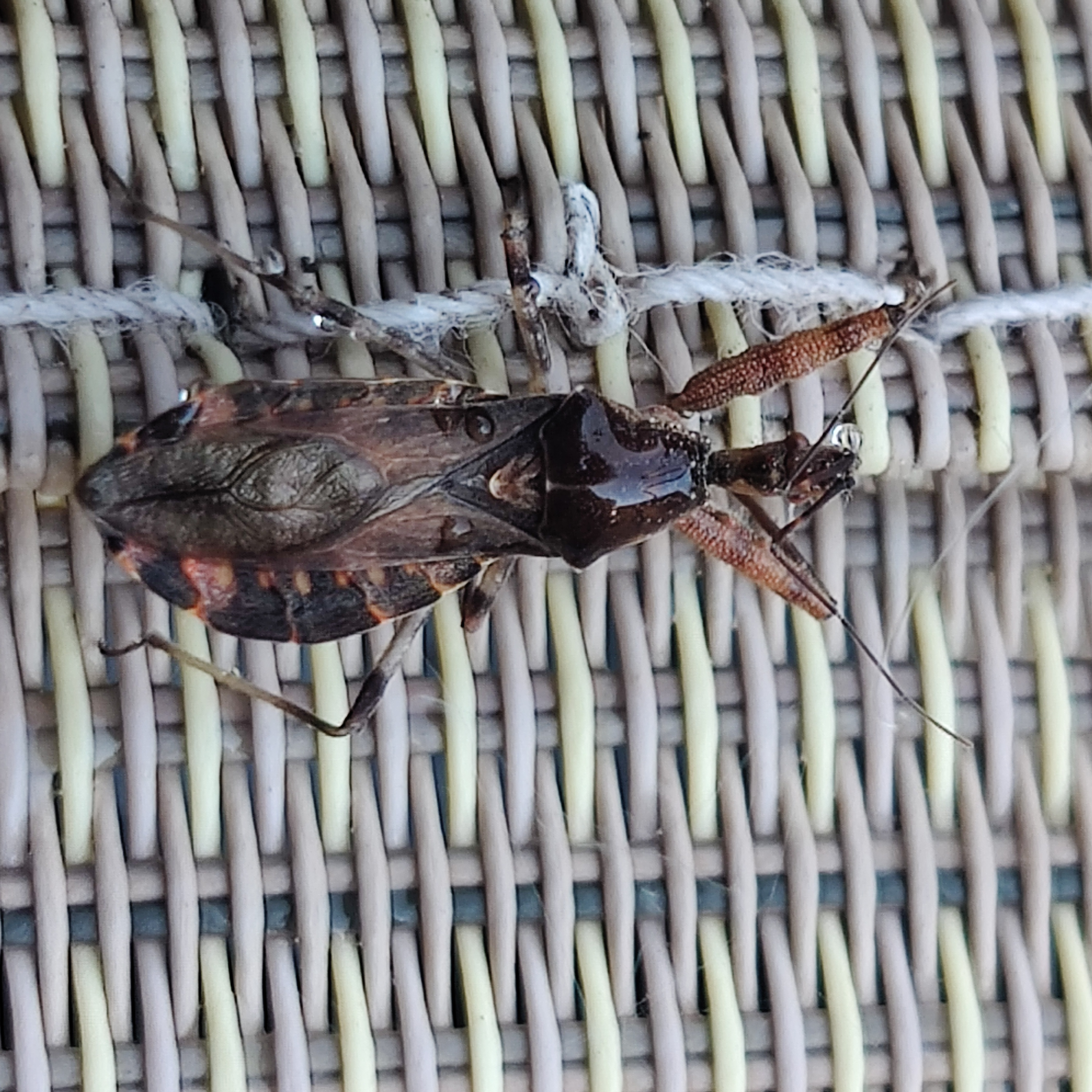 Is this a kissing bug? - Ask Extension