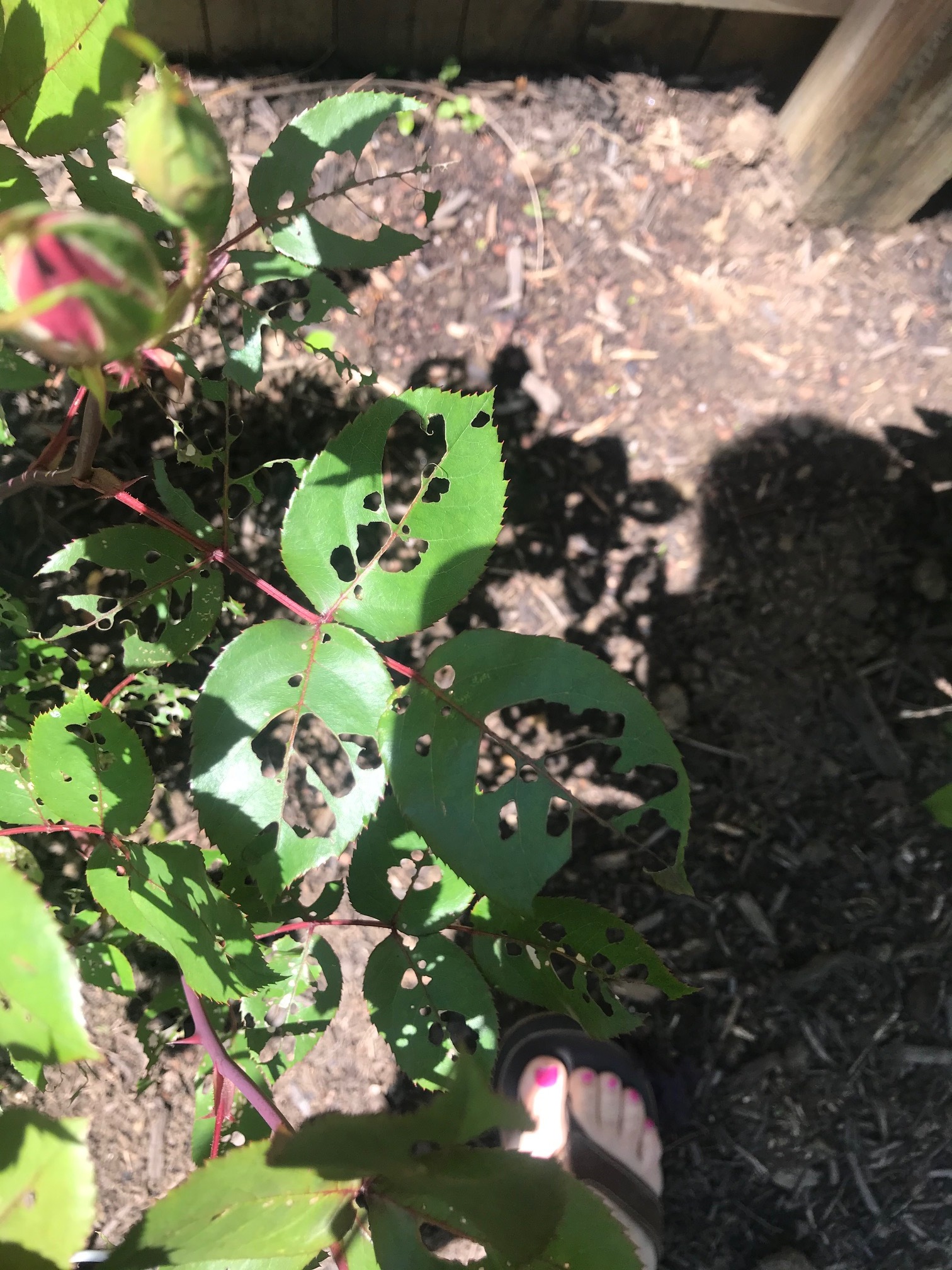 What's eating your rose leaves?
