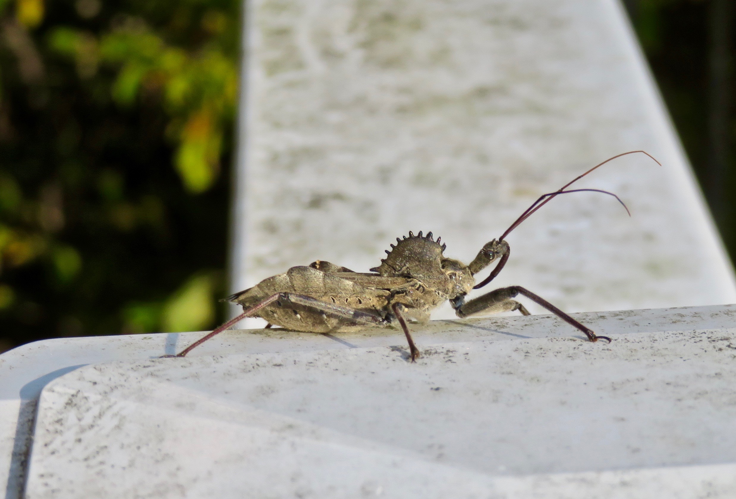 Assassin Bugs  University of Maryland Extension