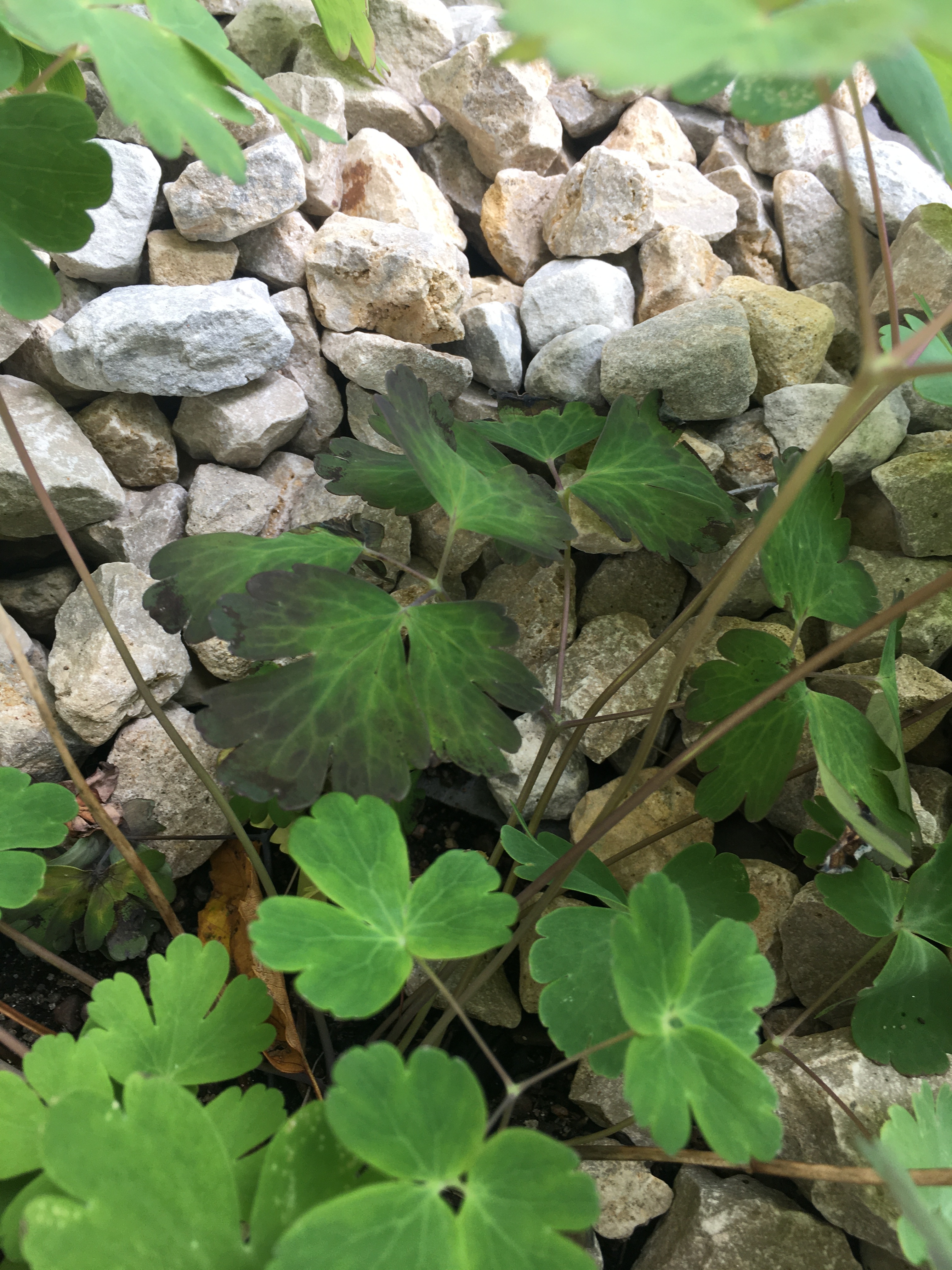 Columbine leaves turning purple