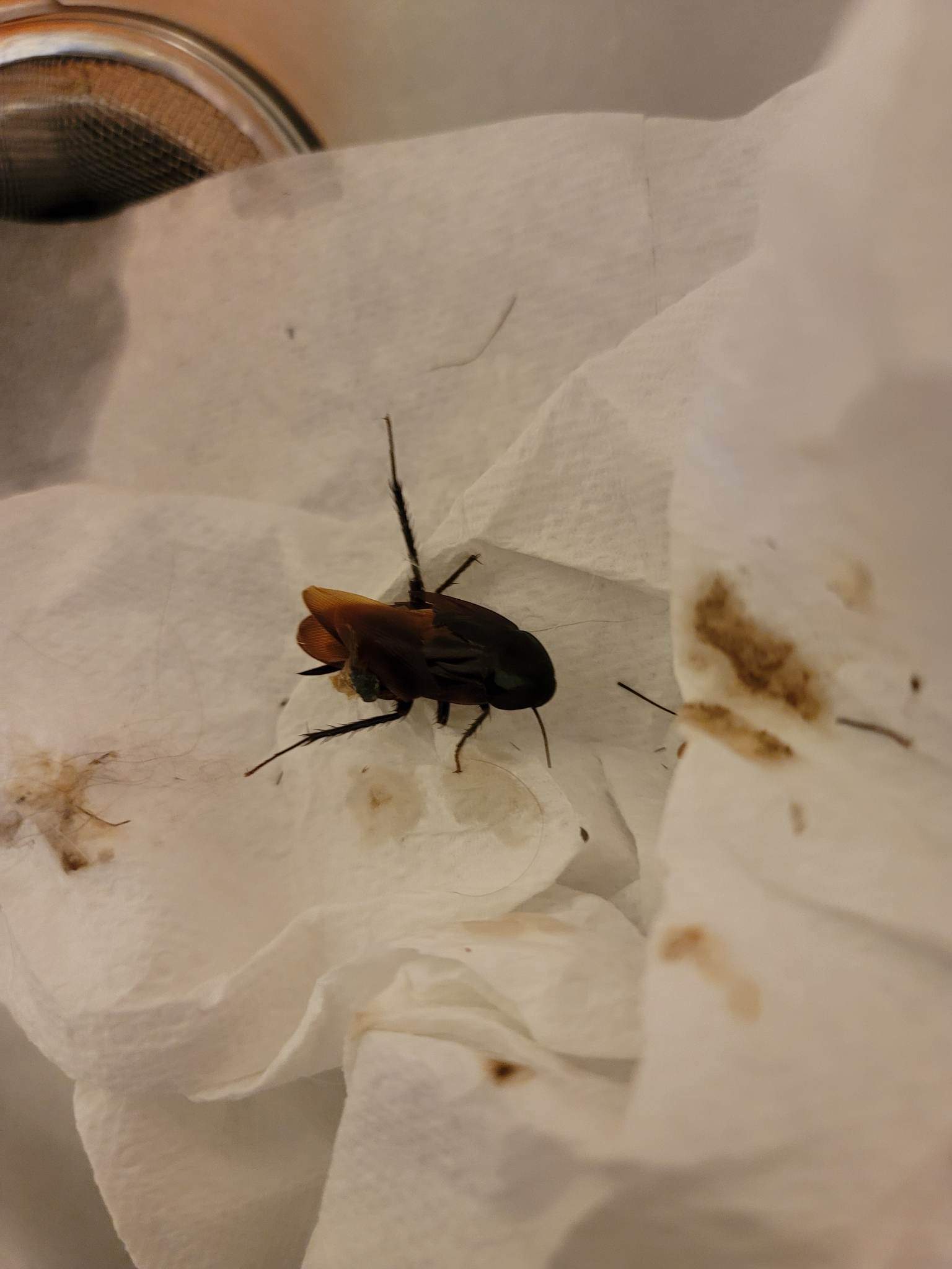 Insect identification - Ask Extension