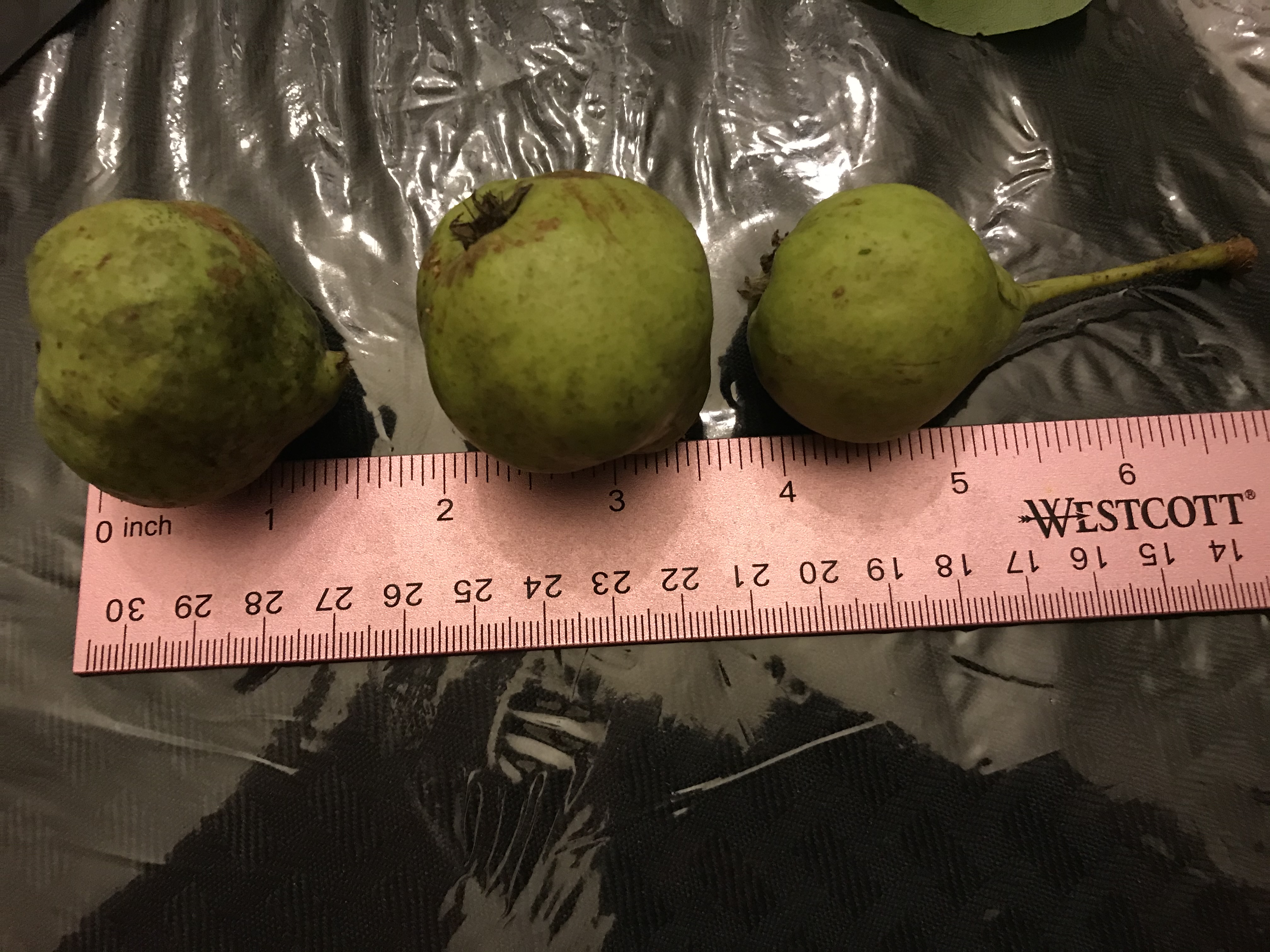 WILD PEARS