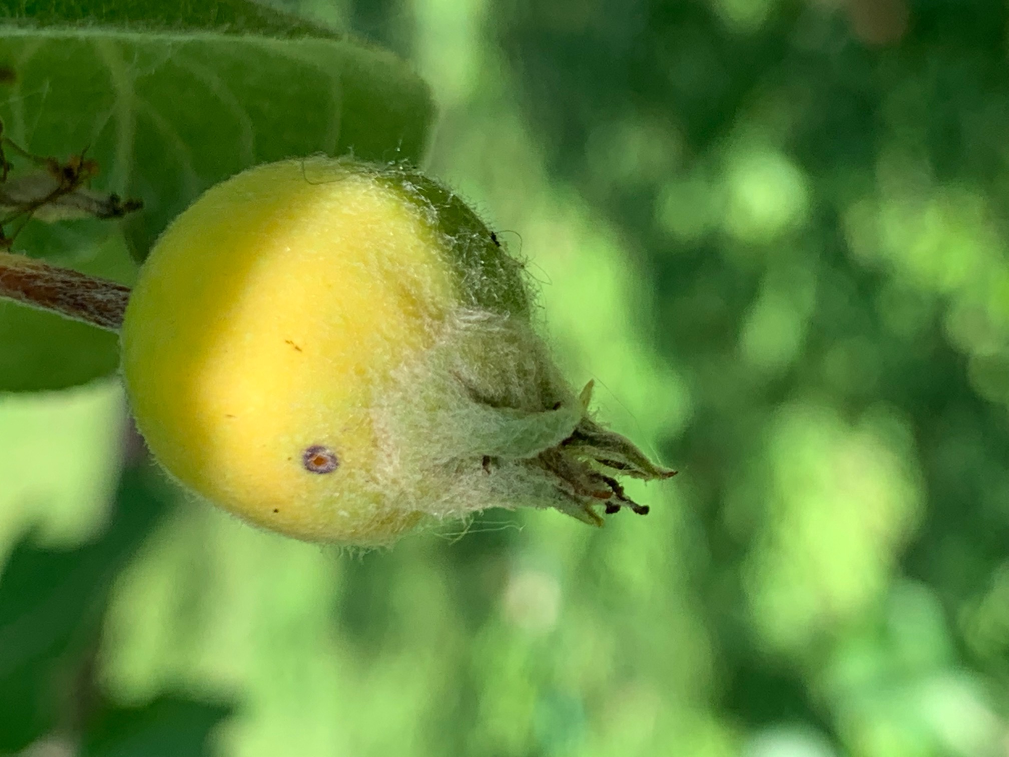 Cortland Apple - Old House Trees