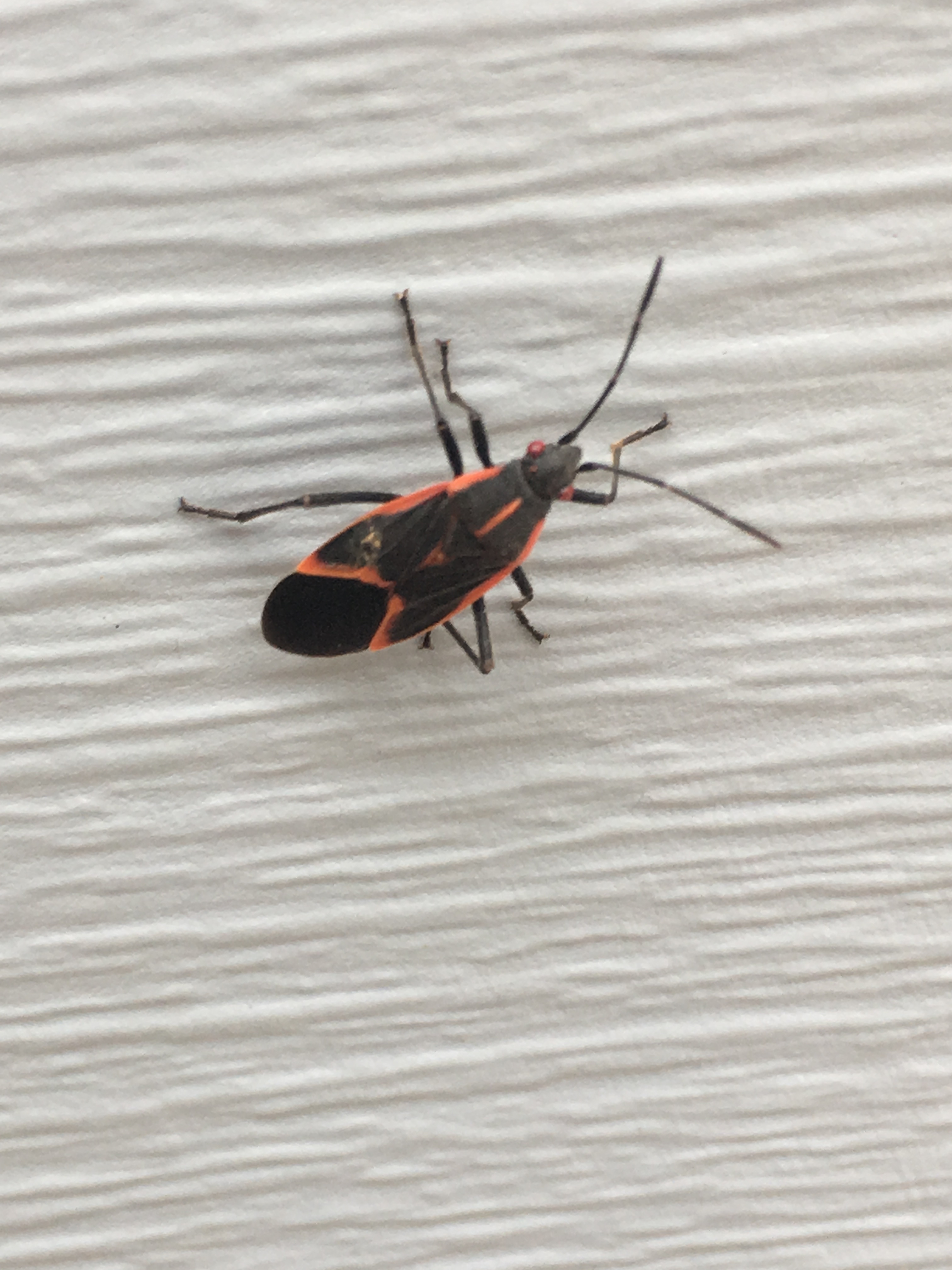 Boxelder Bugs  University of Maryland Extension