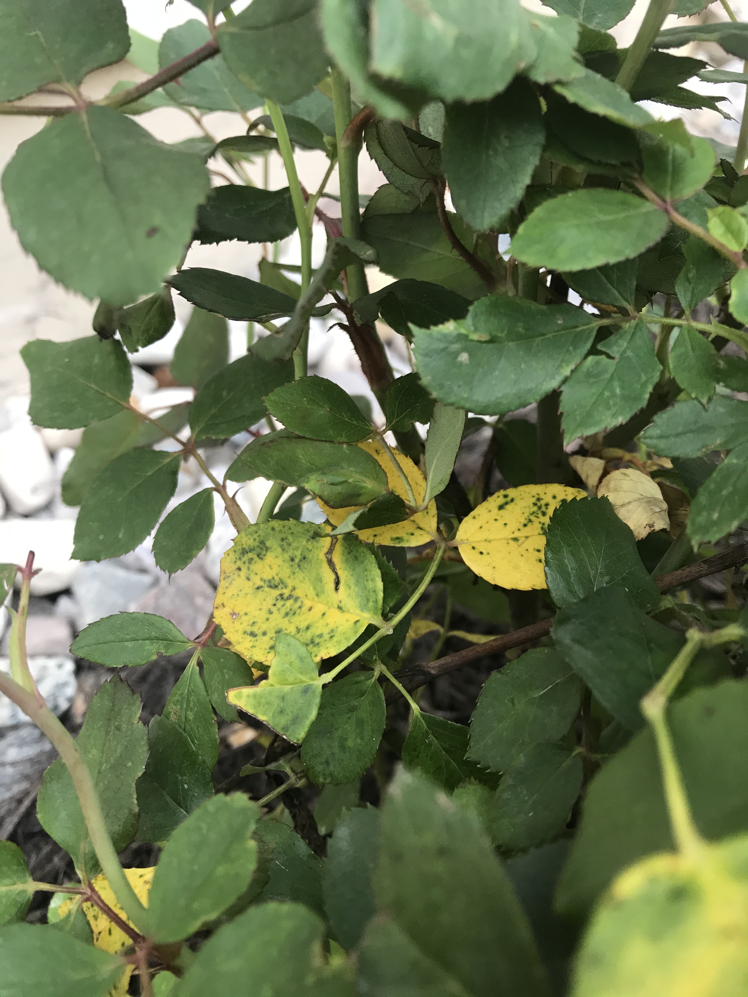 Why does my rose have yellow leaves?