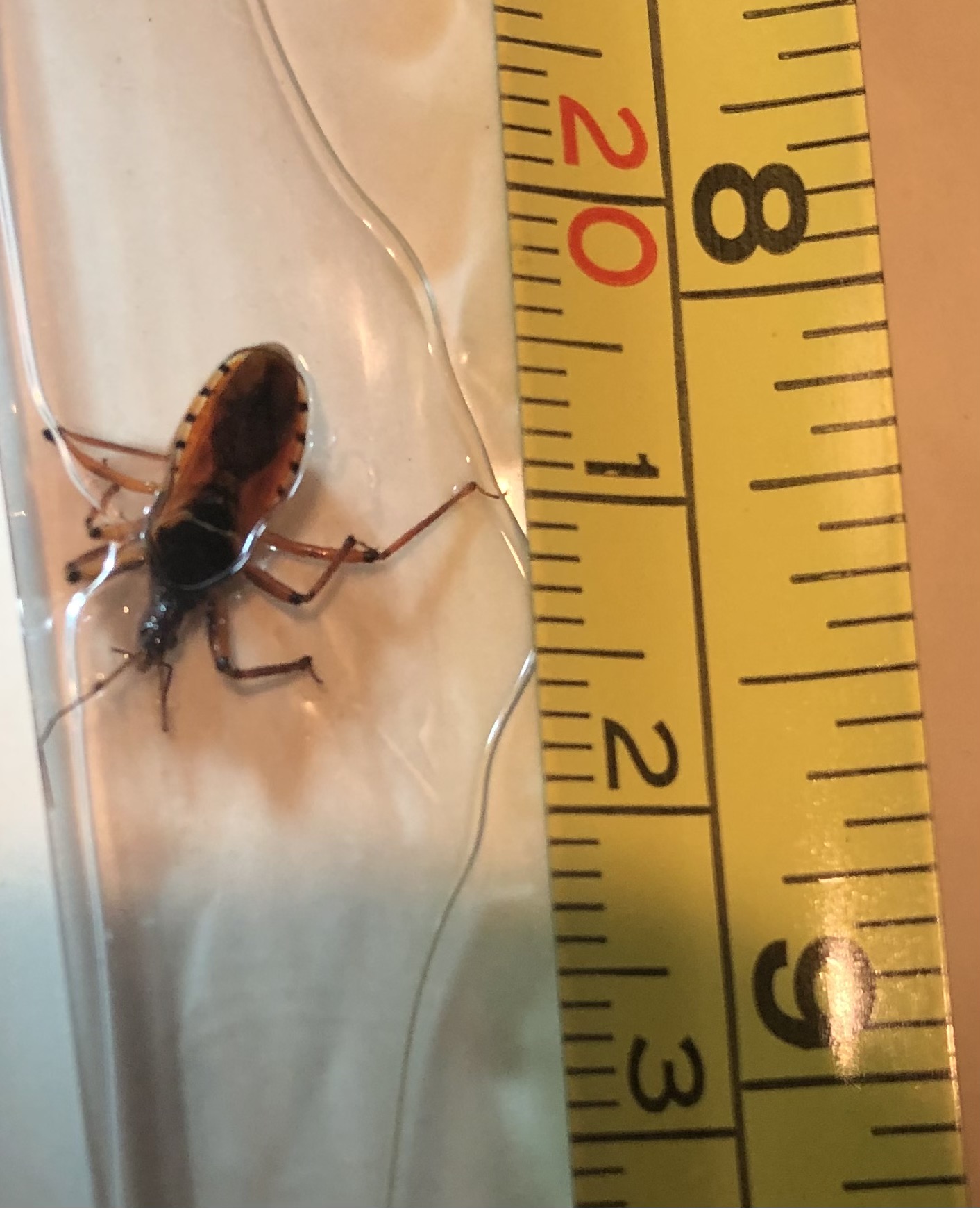 Is this a kissing bug? - Ask Extension