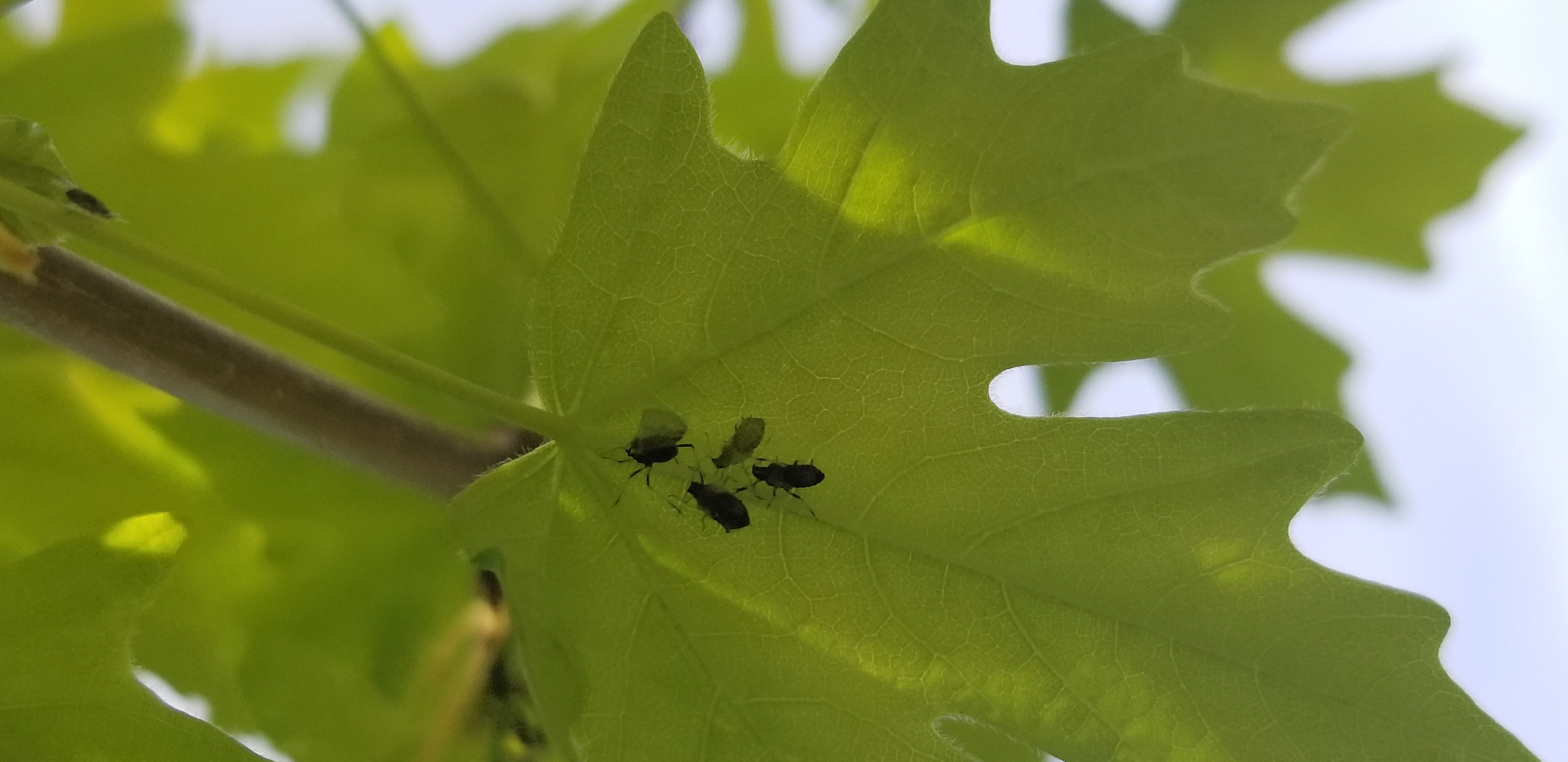 Bugs on Rocky Mountain Glow Maple tree - Ask Extension