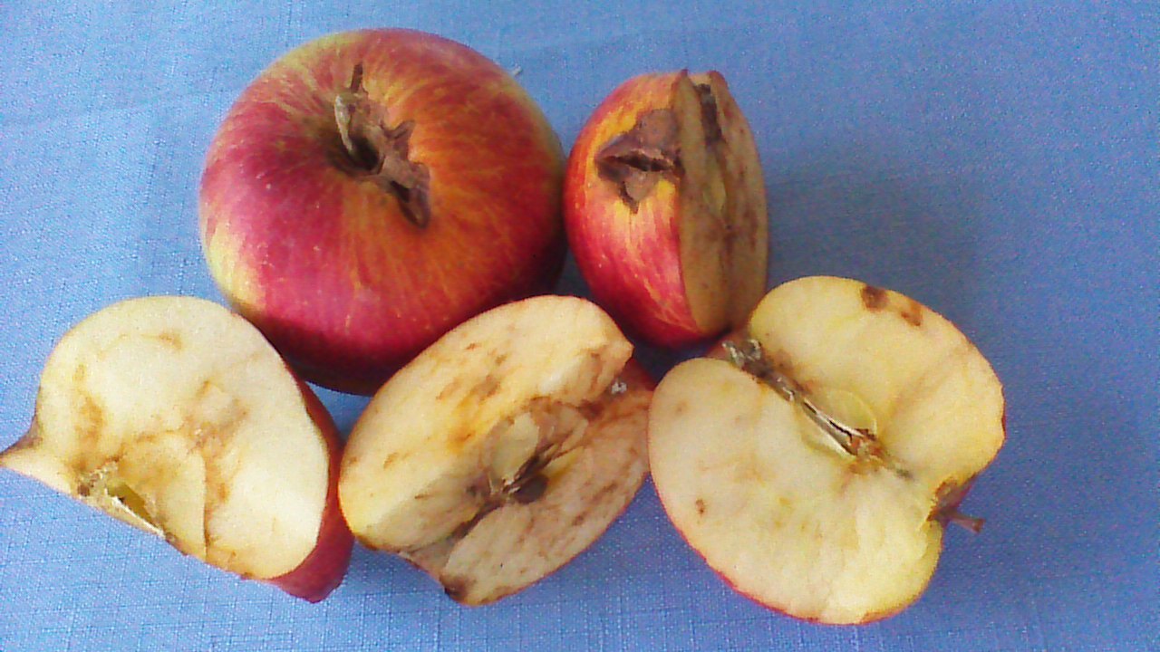 Honeycrisp Apple, Knowledgebase