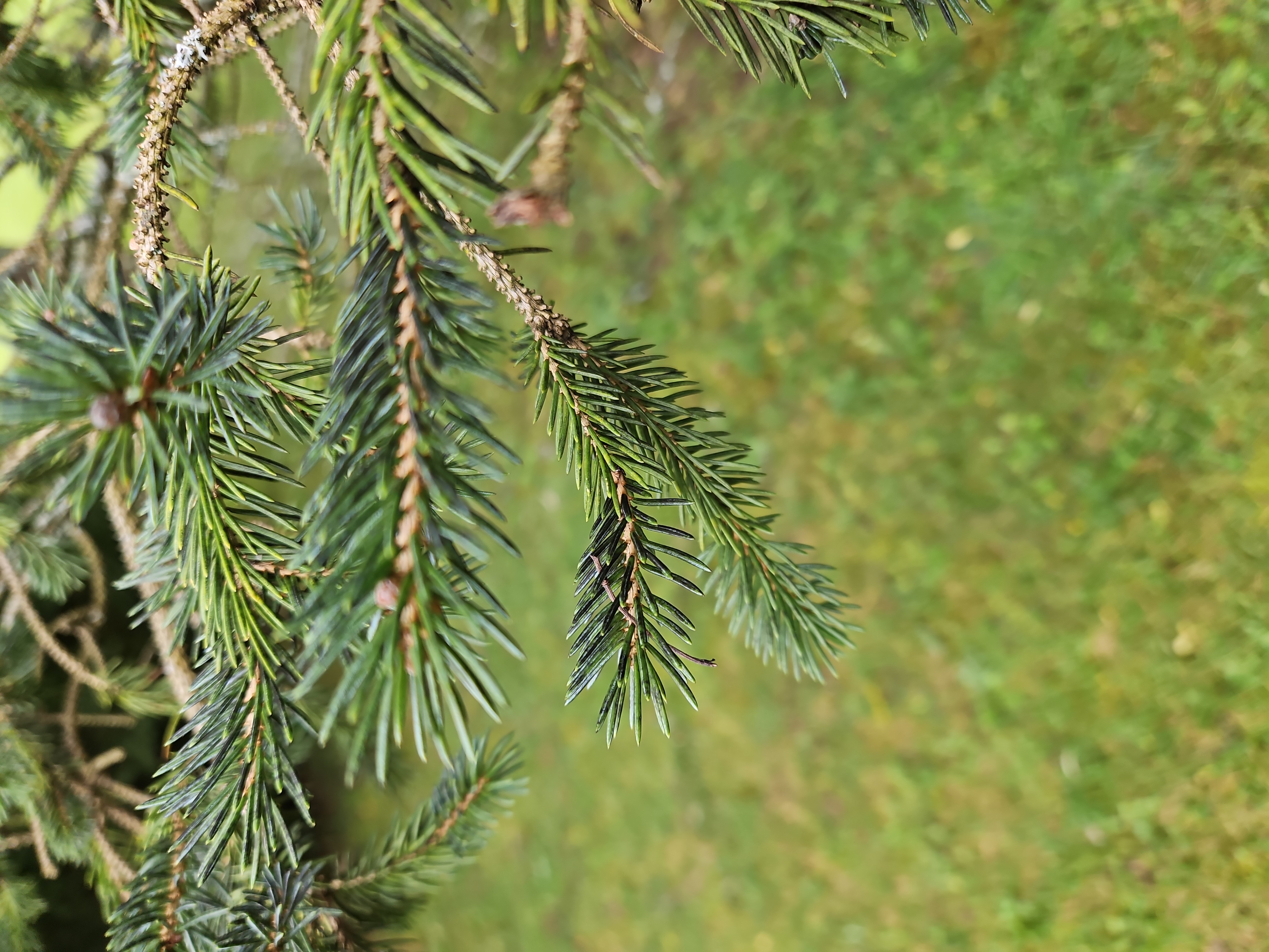 Fading pine trees - Ask Extension