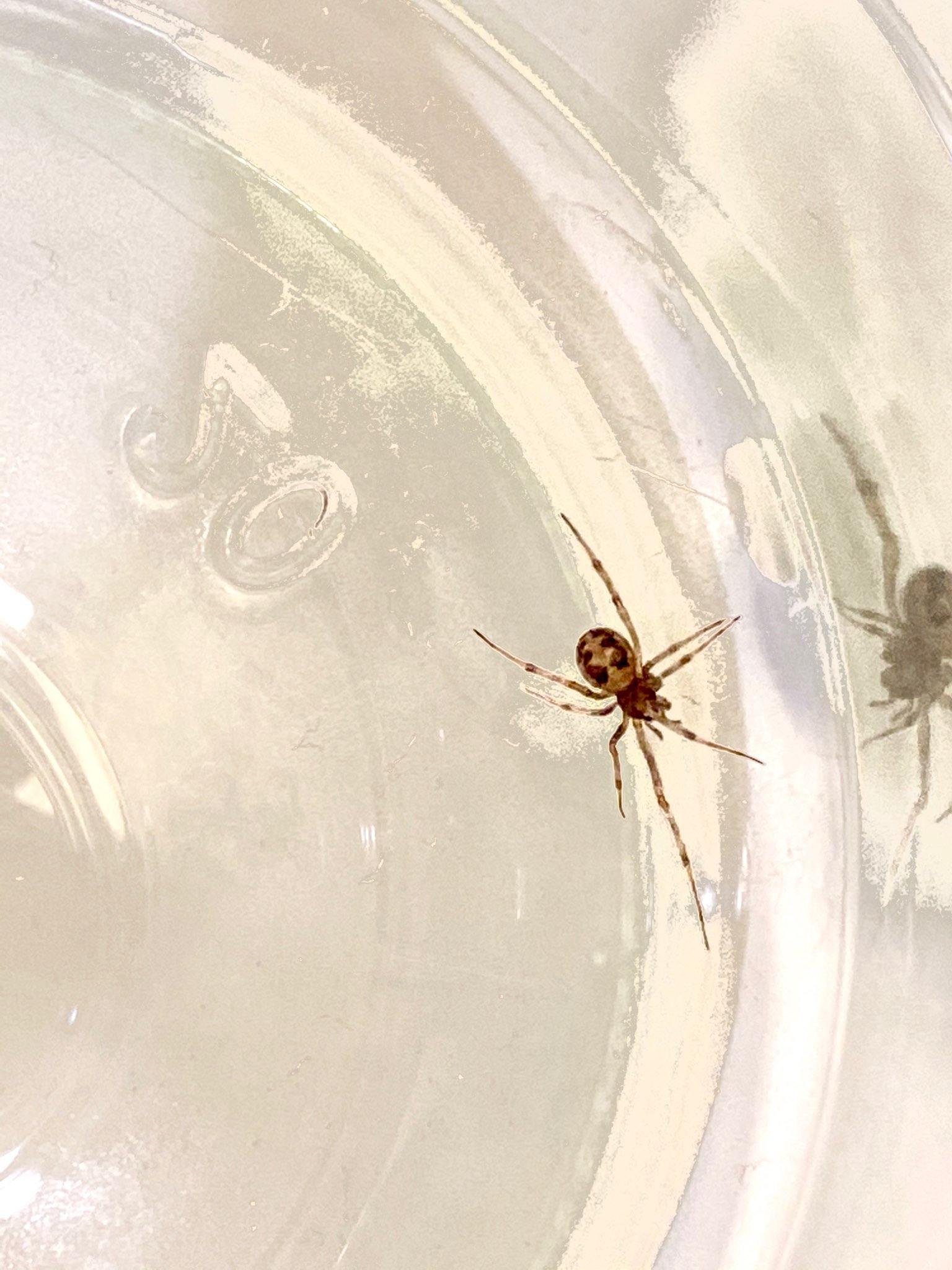 juvenile black widow