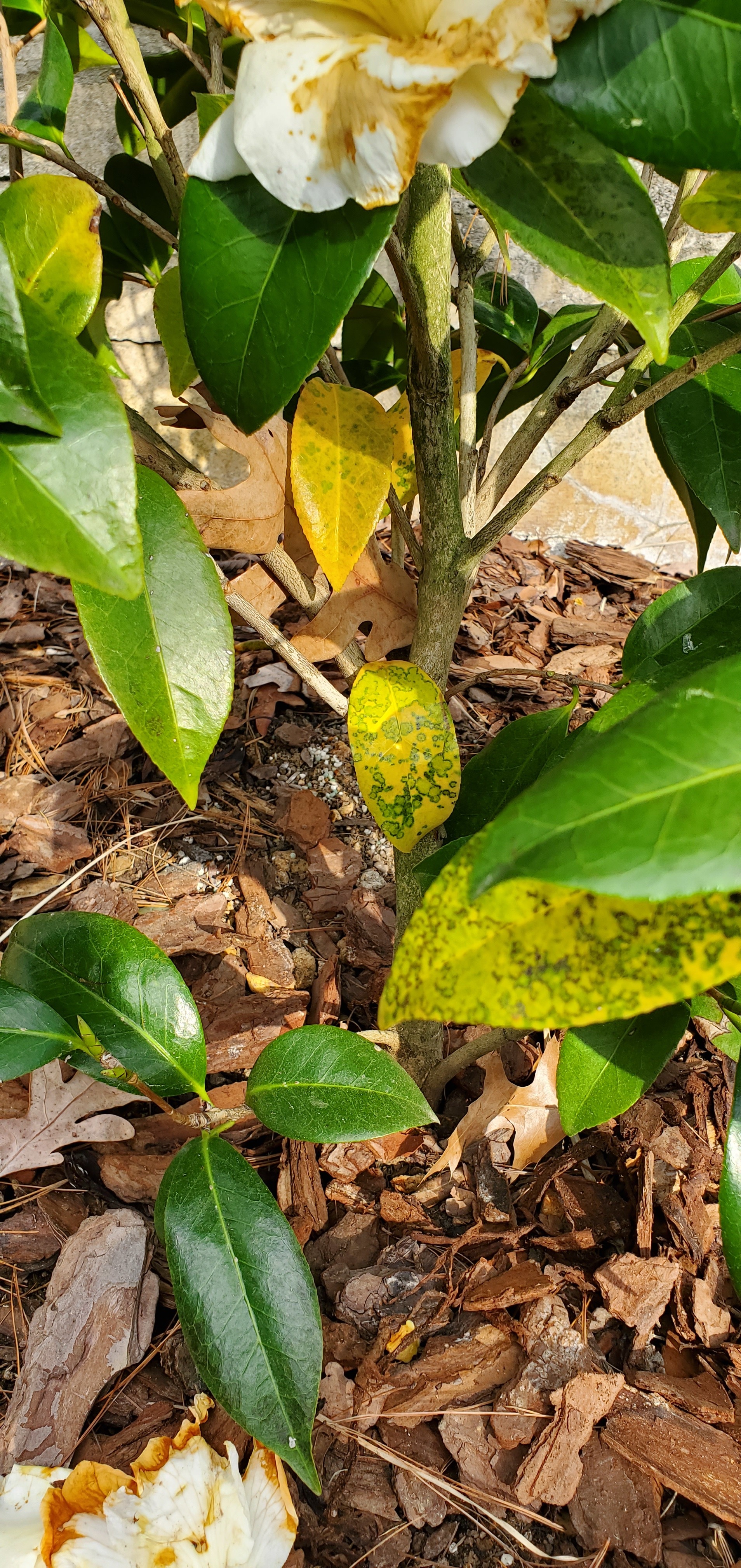 Tea scale causes yellow spots on camellia leaves…Crawlers hatching now –  EcoIPM