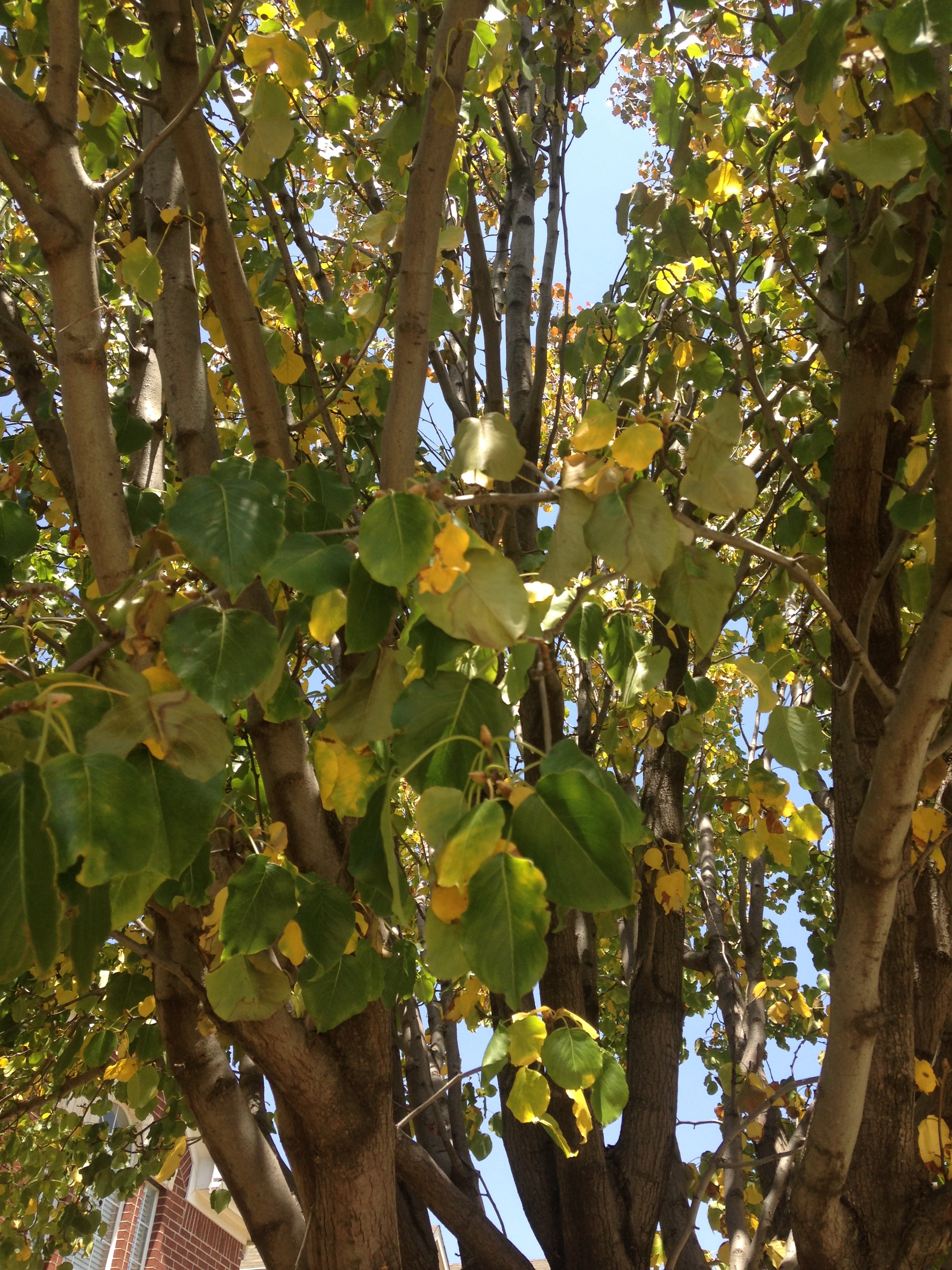 Bartlett Pear Tree